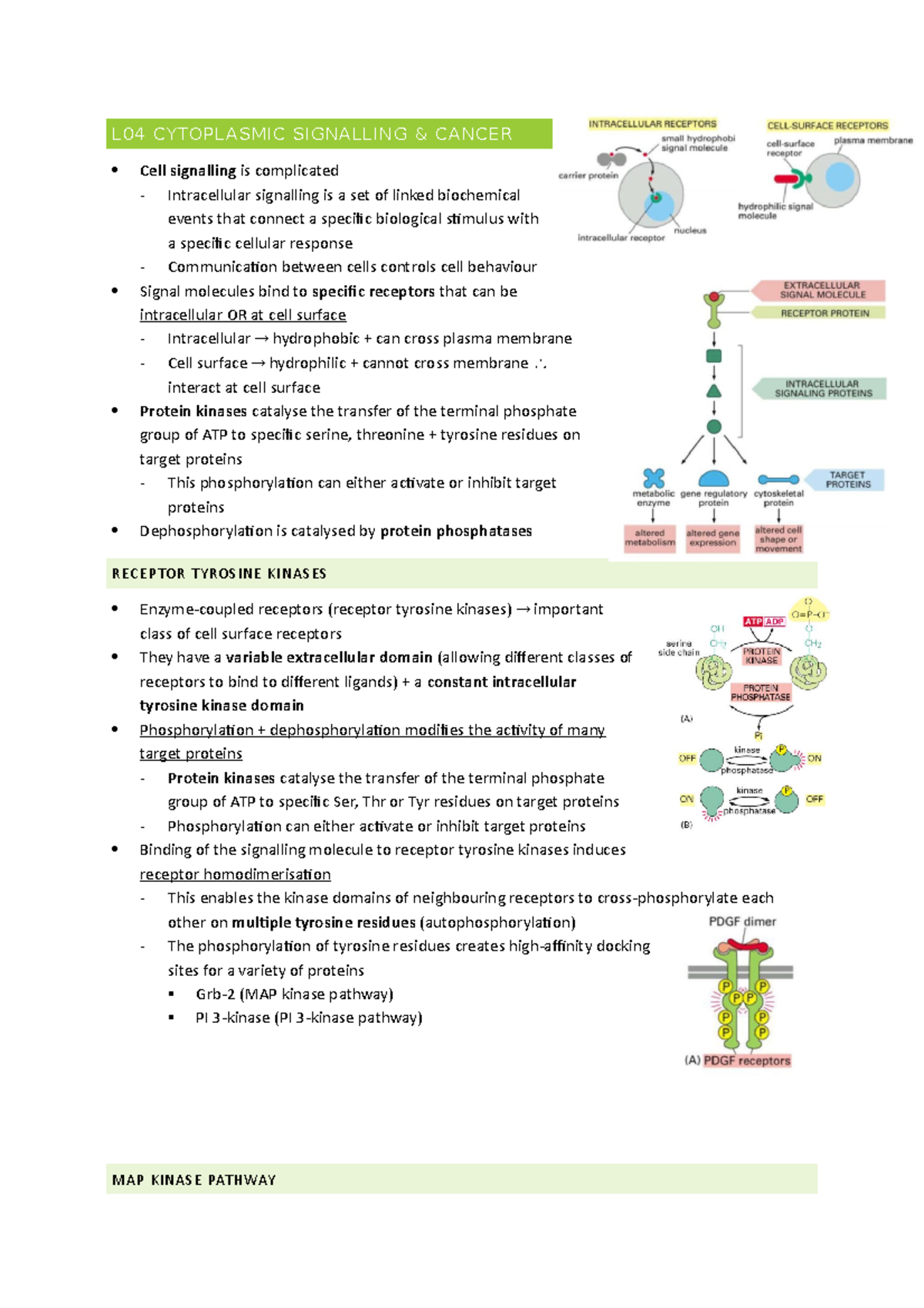 L2.1 cytoplasmic signalling and cancer - L04 CYTOPLASMIC SIGNALLING ...
