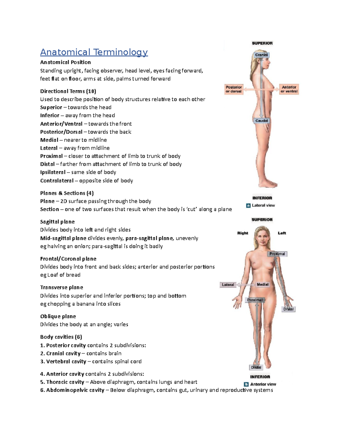 anatomical-positions-anatomical-terminology-anatomical-position-standing-upright-facing