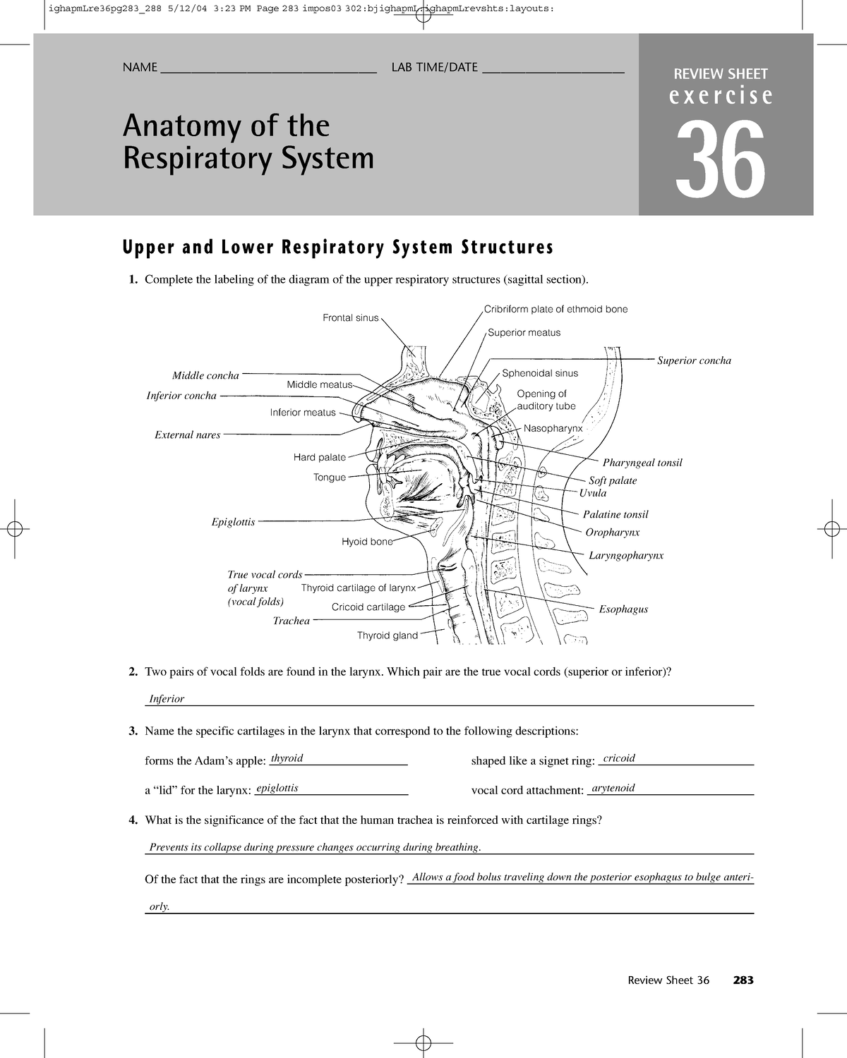 Anatomy Of The Respiratory System Apchute Com - ####### NAME