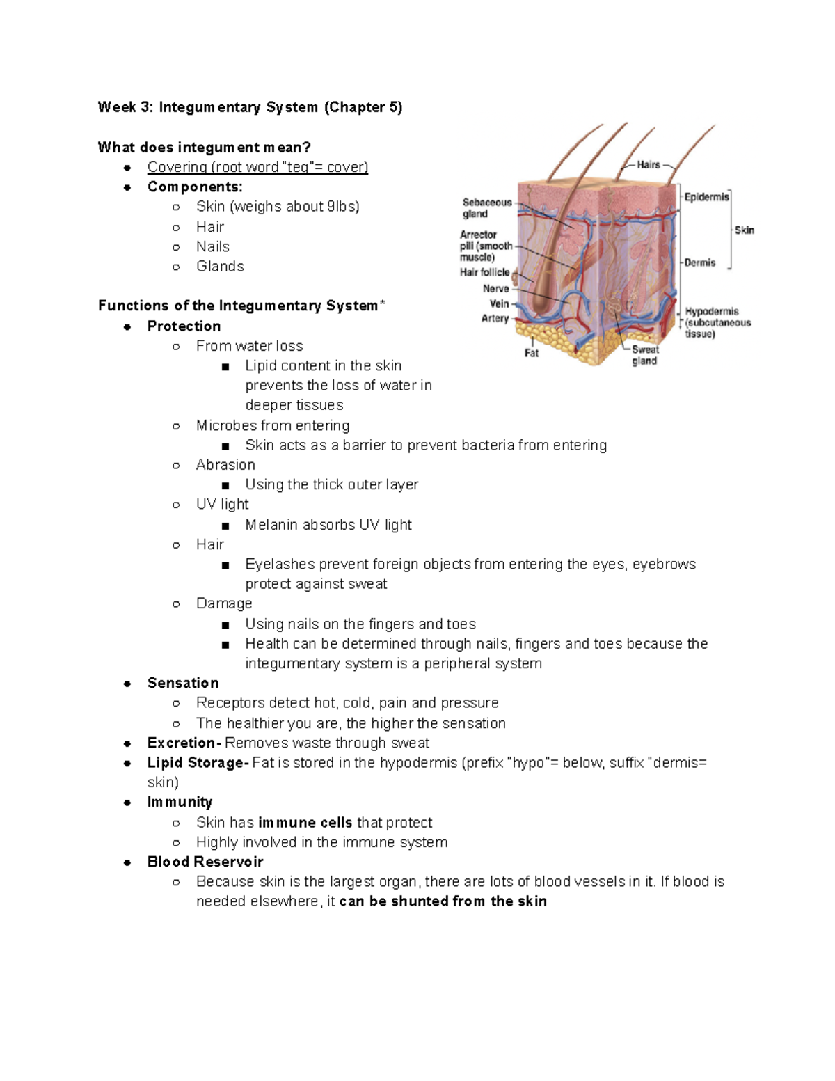 Week 3 Integumentary System (Chapter 5) - Week 3: Integumentary System ...