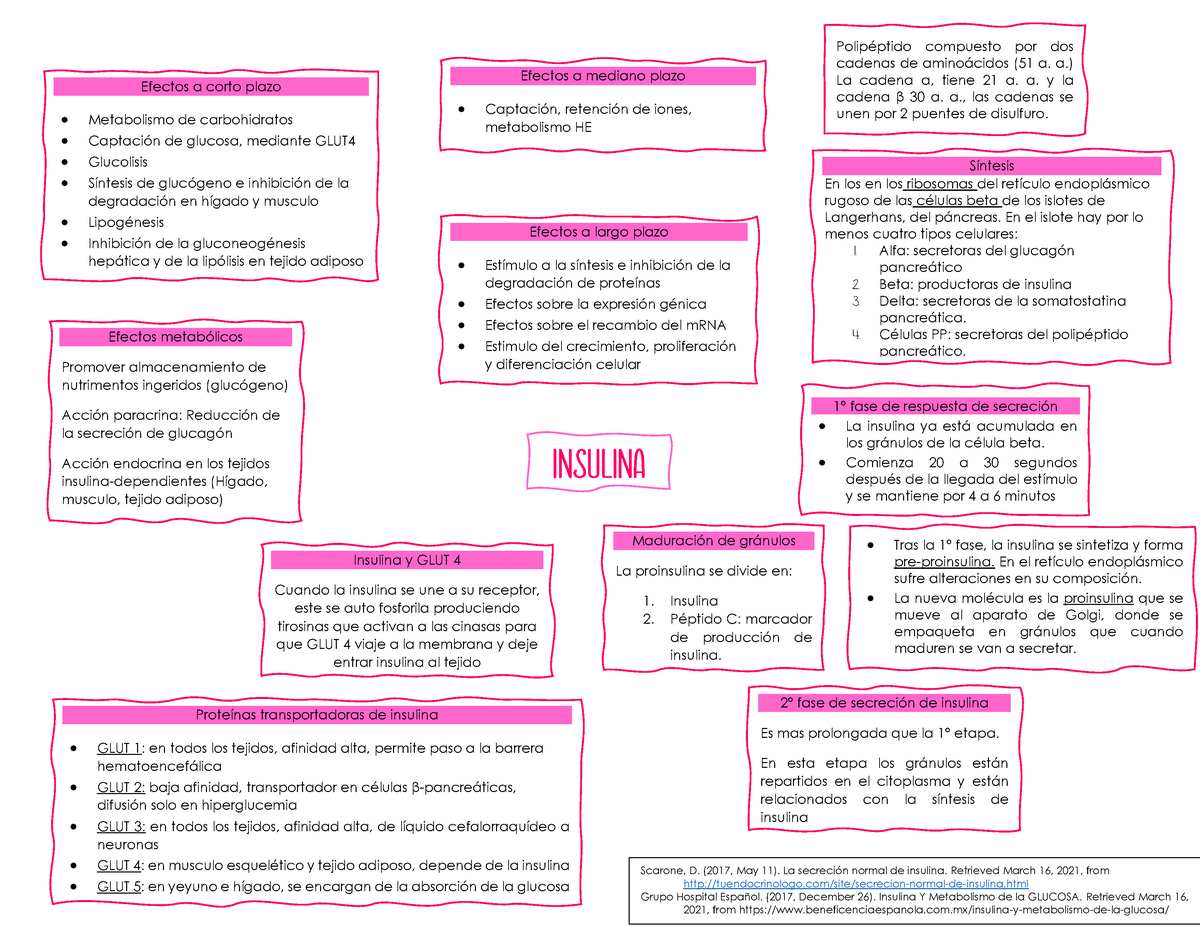 Mapa mental de la fisiología de la Insulina en el cuerpo Polipéptido compuesto por dos cadenas