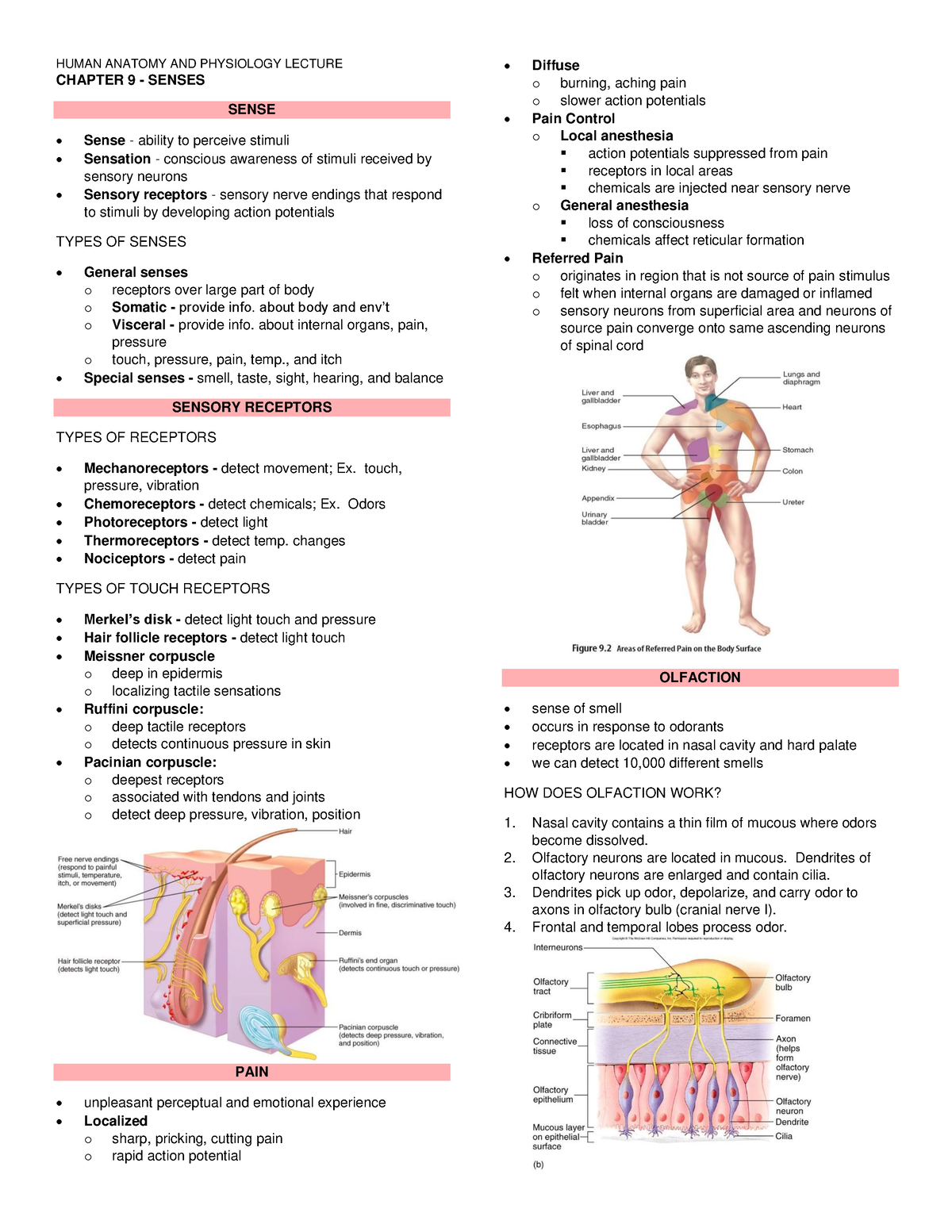 Anatomy and Physiology - 09 Senses - HUMAN ANATOMY AND PHYSIOLOGY ...