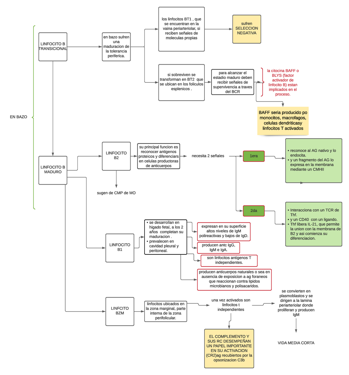 ONTOGENIA De Los LINFOCITO B MAPA CONCEPTUAL PARTE 2 - LINFOCITO B ...