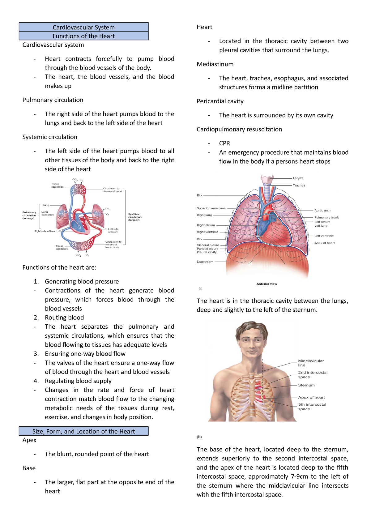 Anatomy - Cardiovascular - Cardiovascular System Functions of the Heart ...