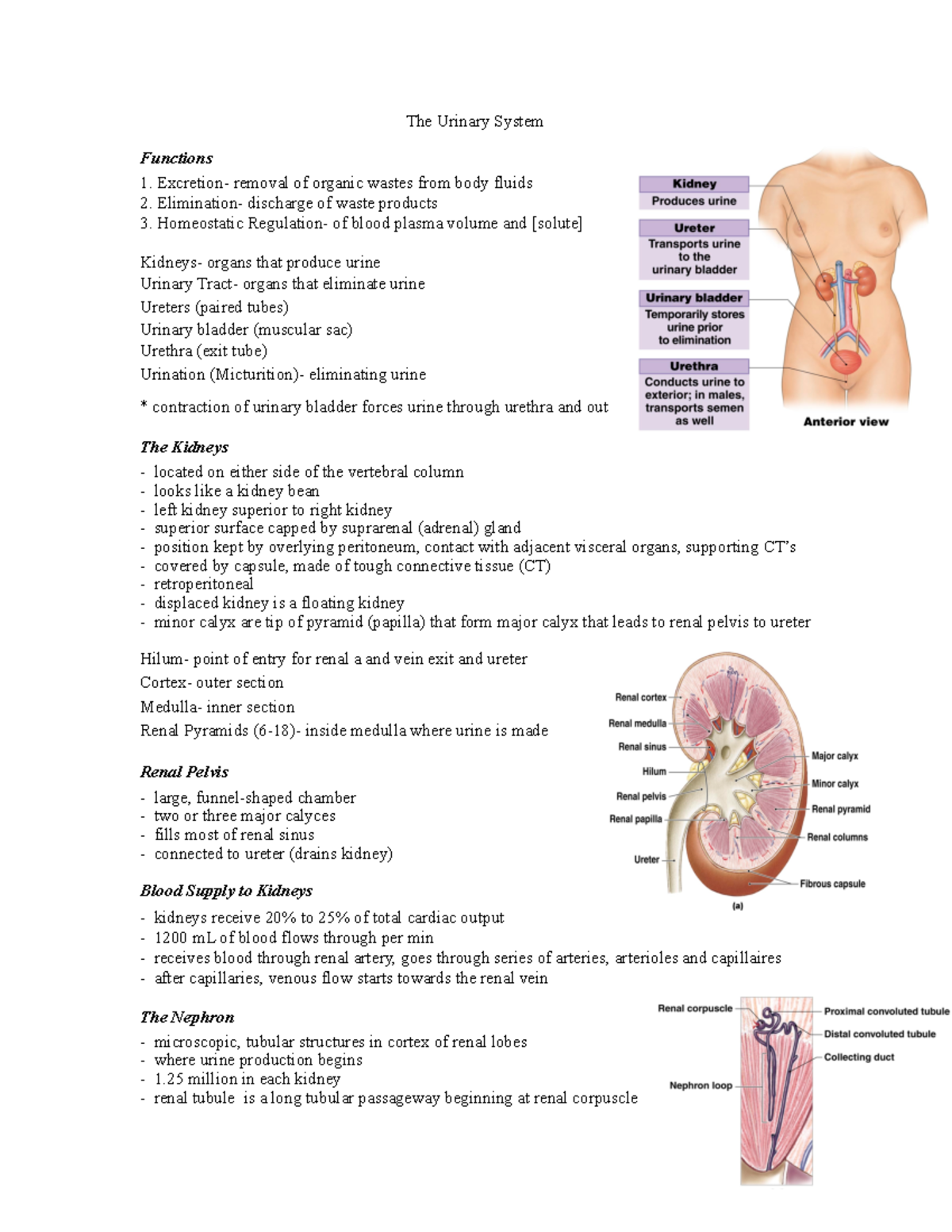 The Urinary System - The Urinary System Functions Excretion- removal of ...