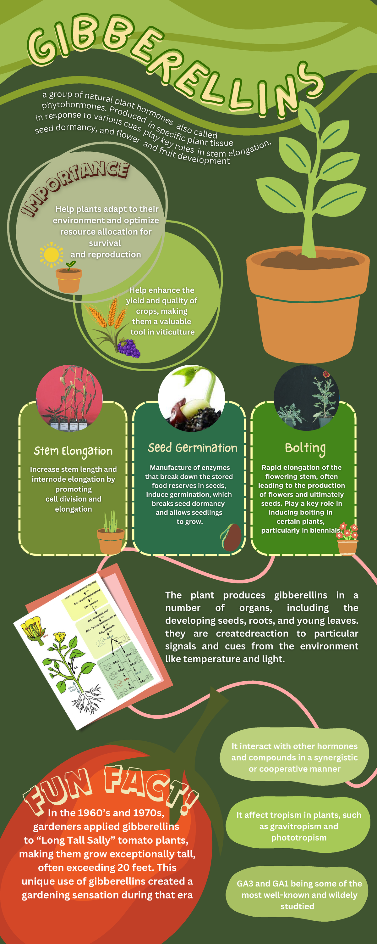 Group 4 - Infographics - In the 1960's and 1970s, gardeners applied