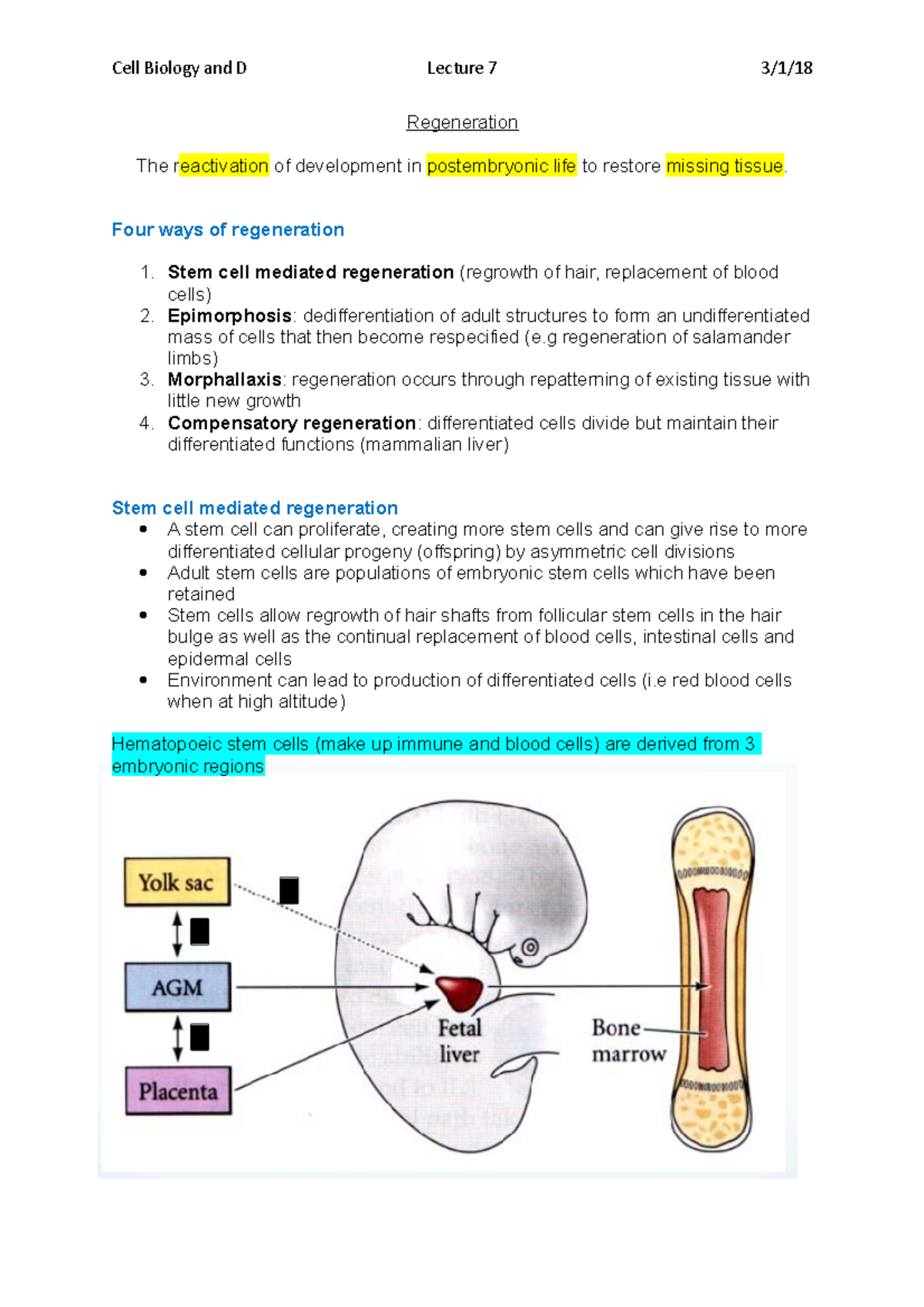 Lecture 7 Regenaration - Cell Biology and D Lecture 7 Regeneration The ...