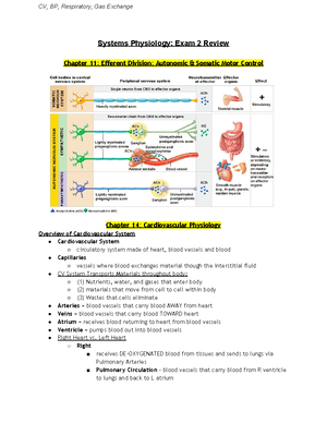 adrenal glands hormones