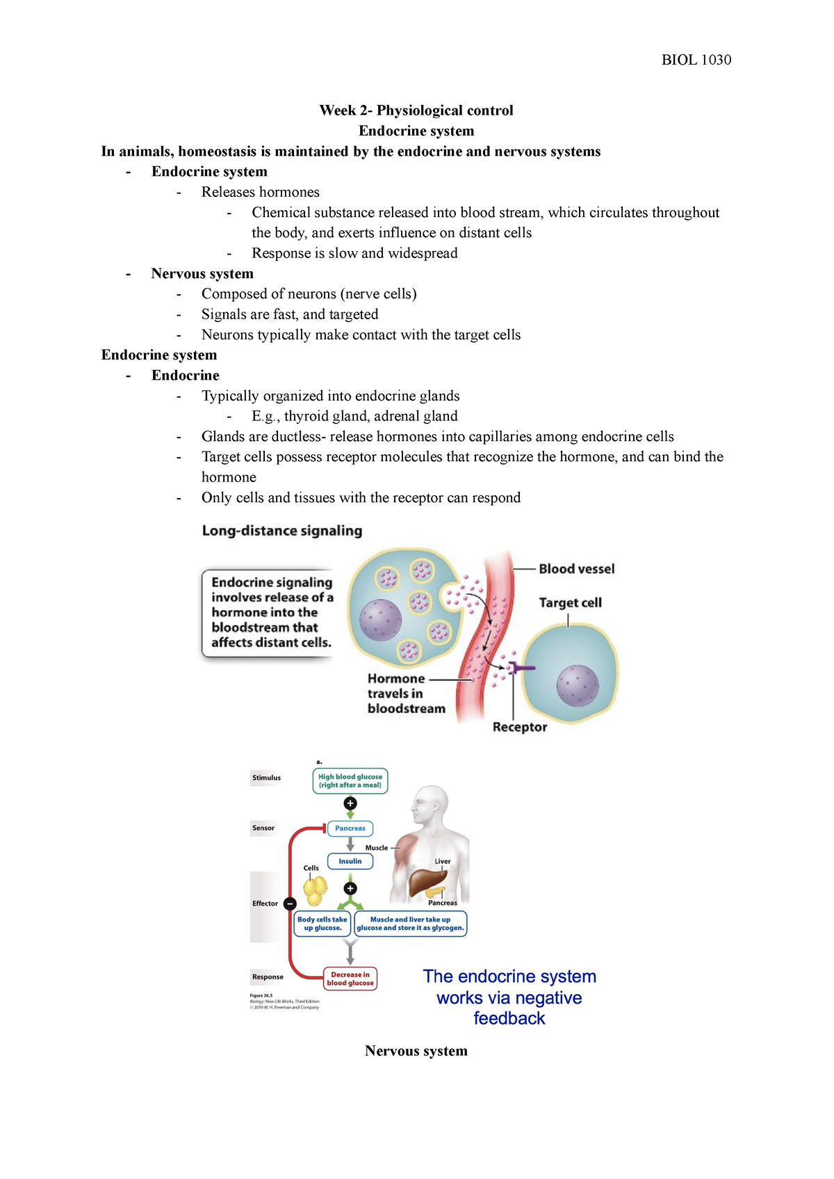 Week 2- Physiological control - Week 2- Physiological control Endocrine ...