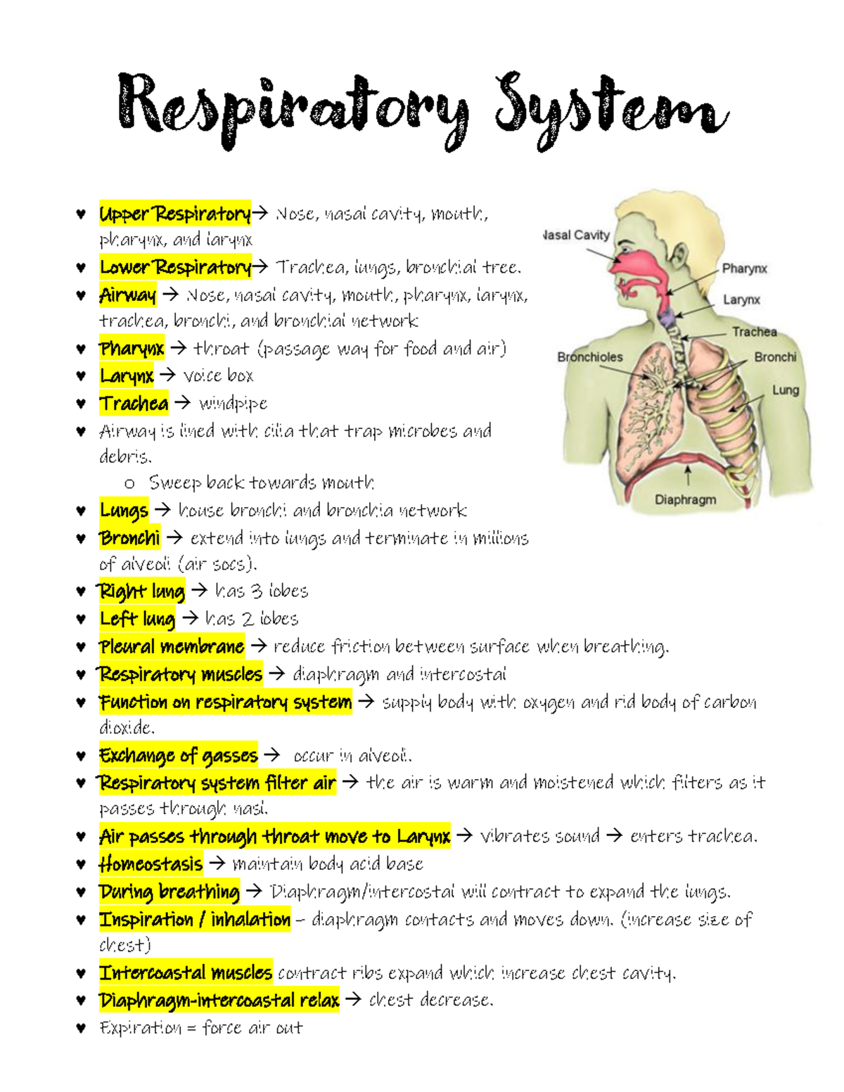 Brittany FILE - Science - Respiratory System Upper Respiratory→ Nose ...