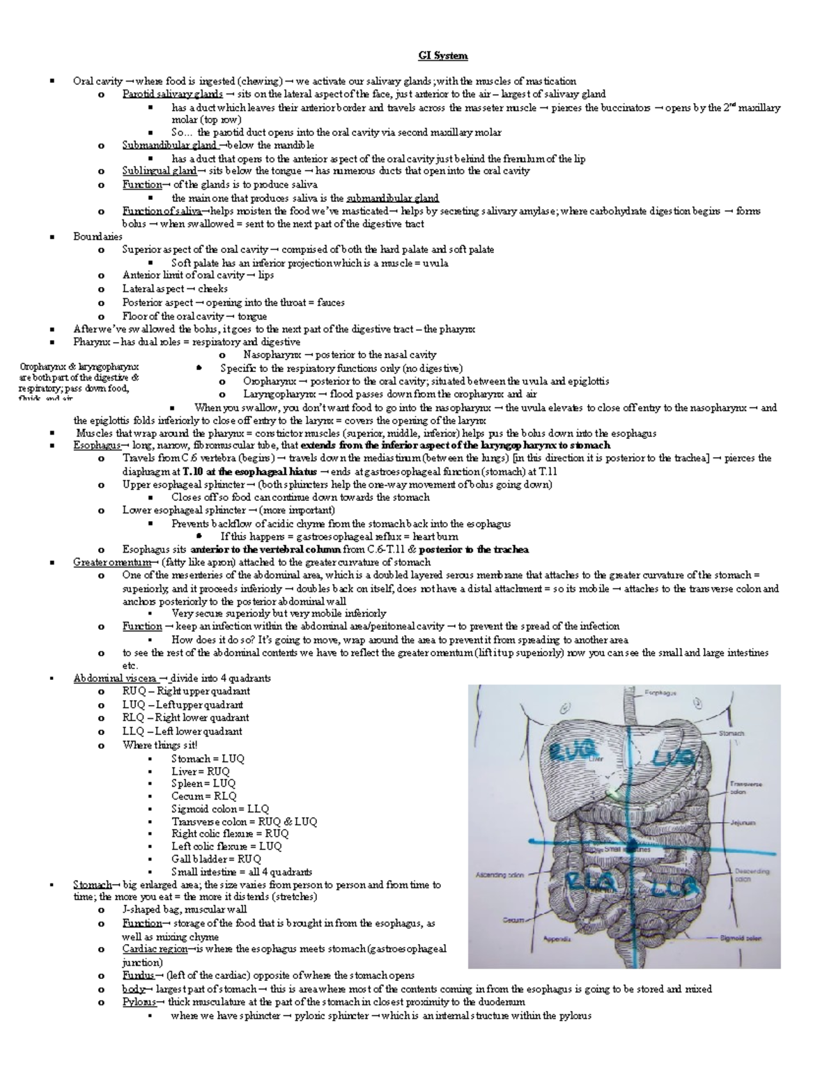 GI System - Anatomy - GI System Oral cavity where food is ingested ...