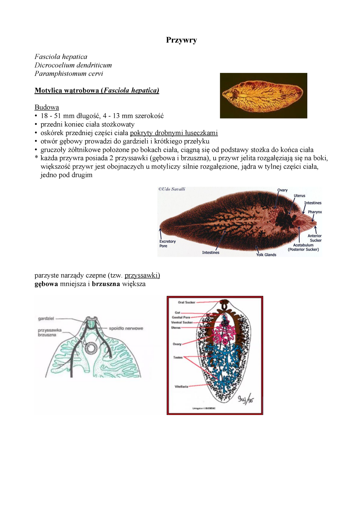 Przywry Parazytologia Przywry Fasciola Hepatica Dicrocoelium