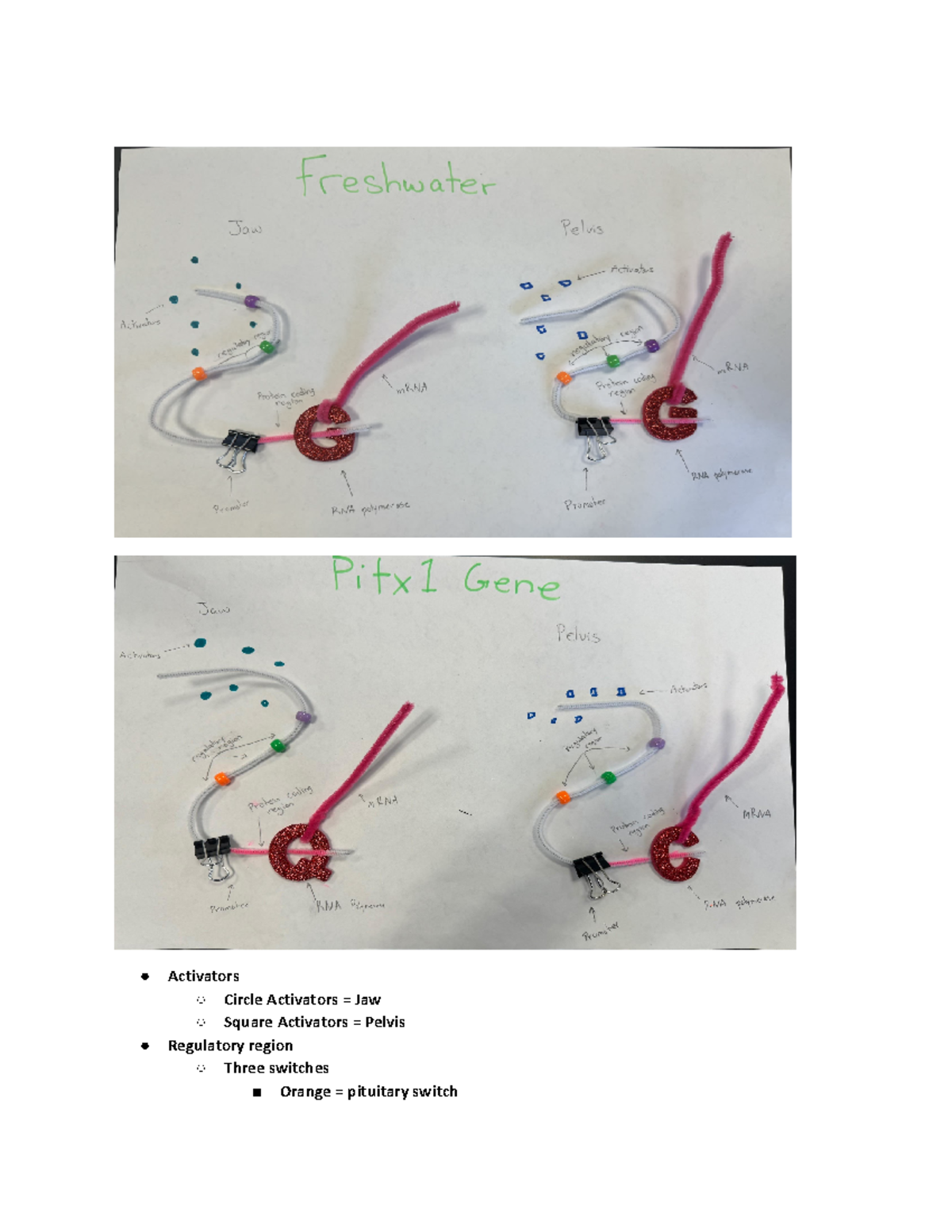 AP Bio Stickleback Lab - Unit 4 - Activators Circle Activators = Jaw ...