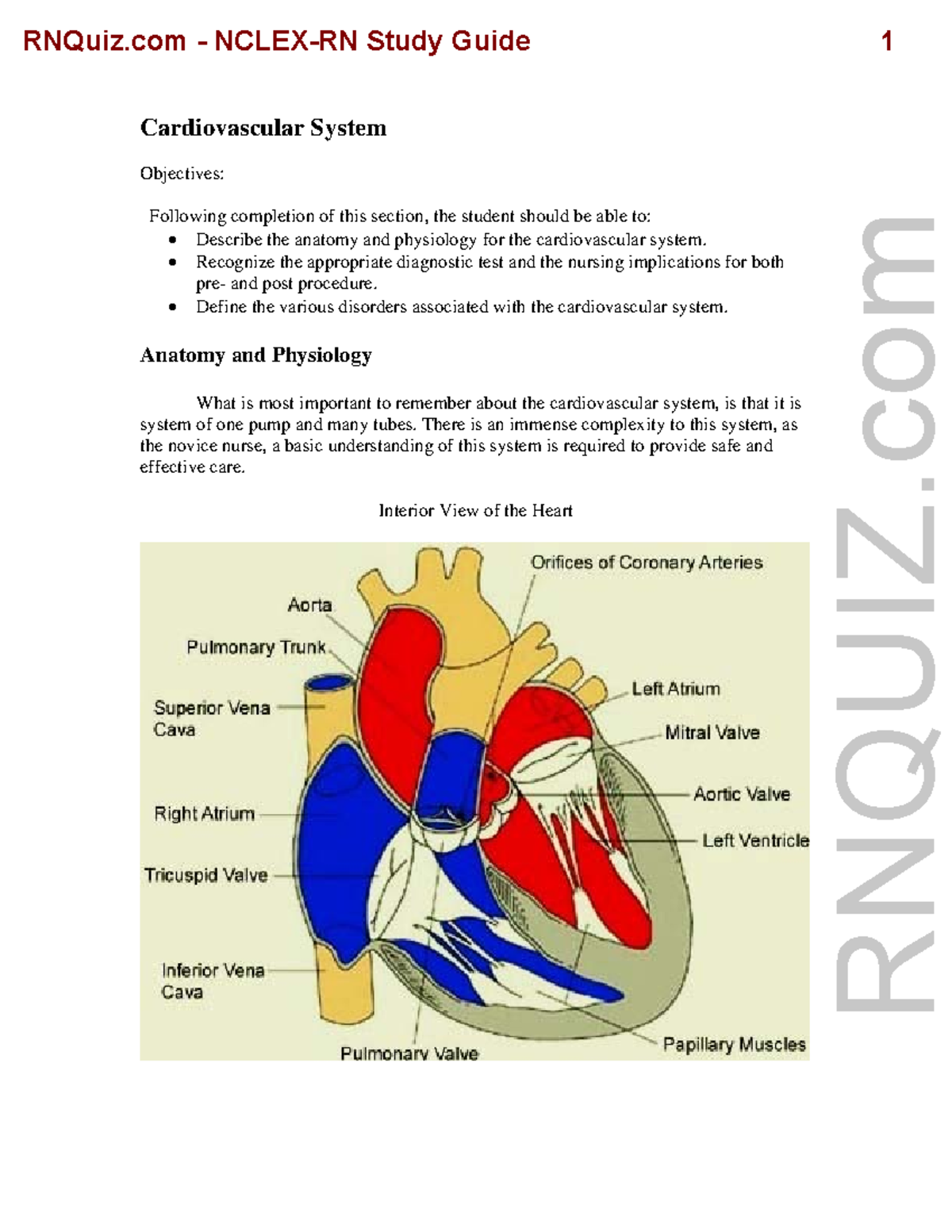 NCLEX-RN Study Guide Cardiovascular Natomy And Physiology For The ...