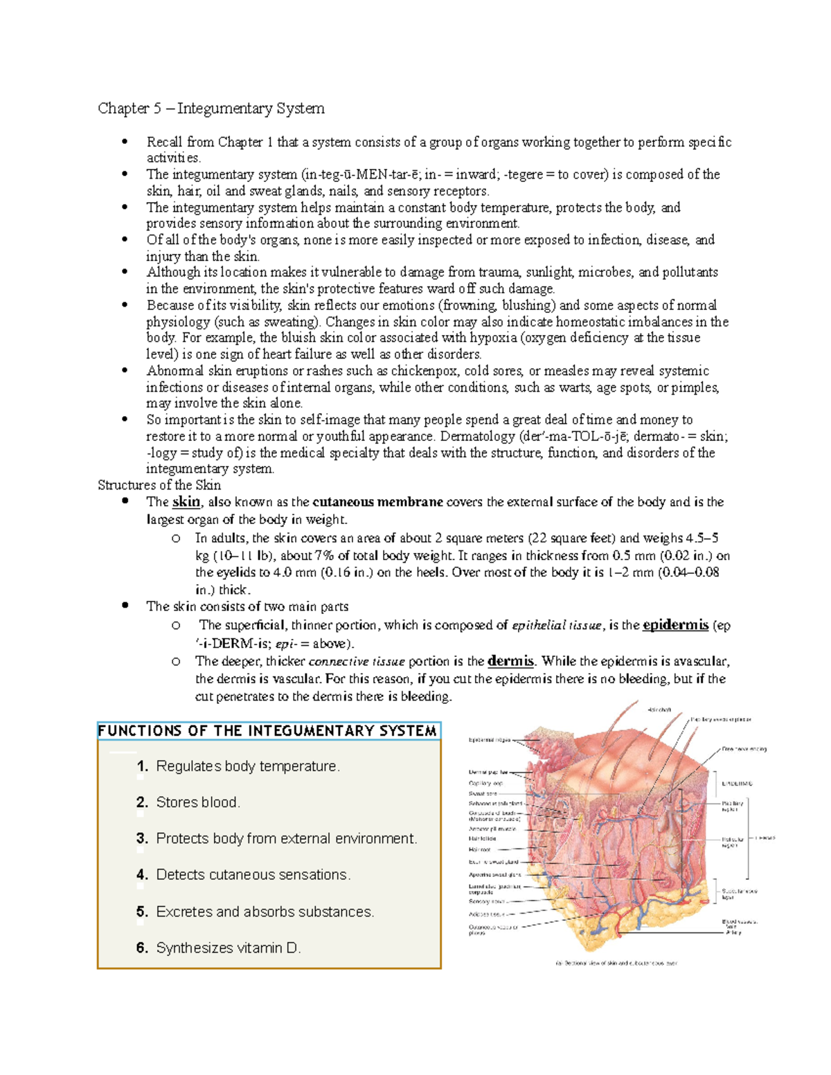 Chapter 5 - chpter 5 - Chapter 5 – Integumentary System Recall from ...