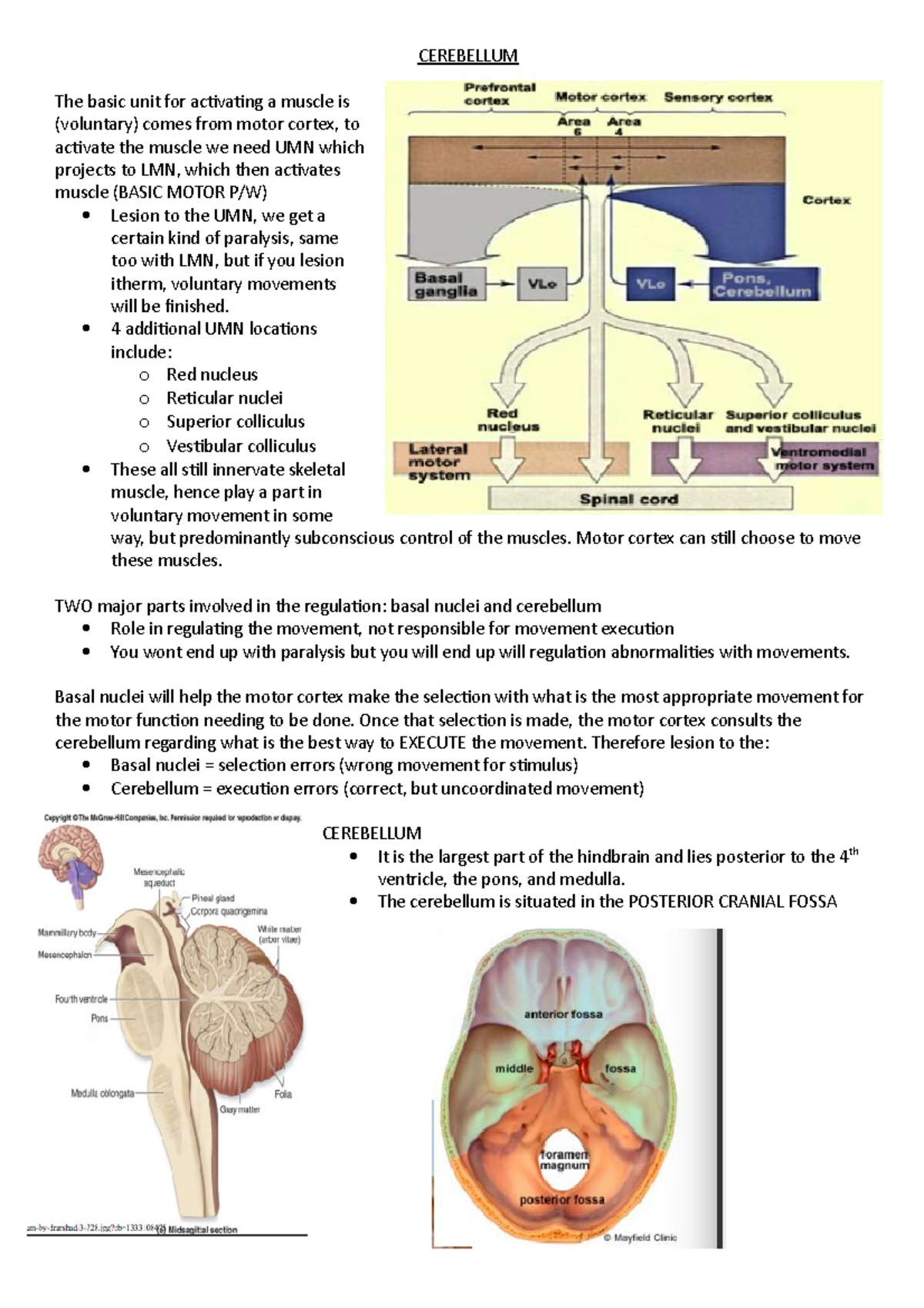 Cerebellum - CEREBELLUM The basic unit for activating a muscle is ...