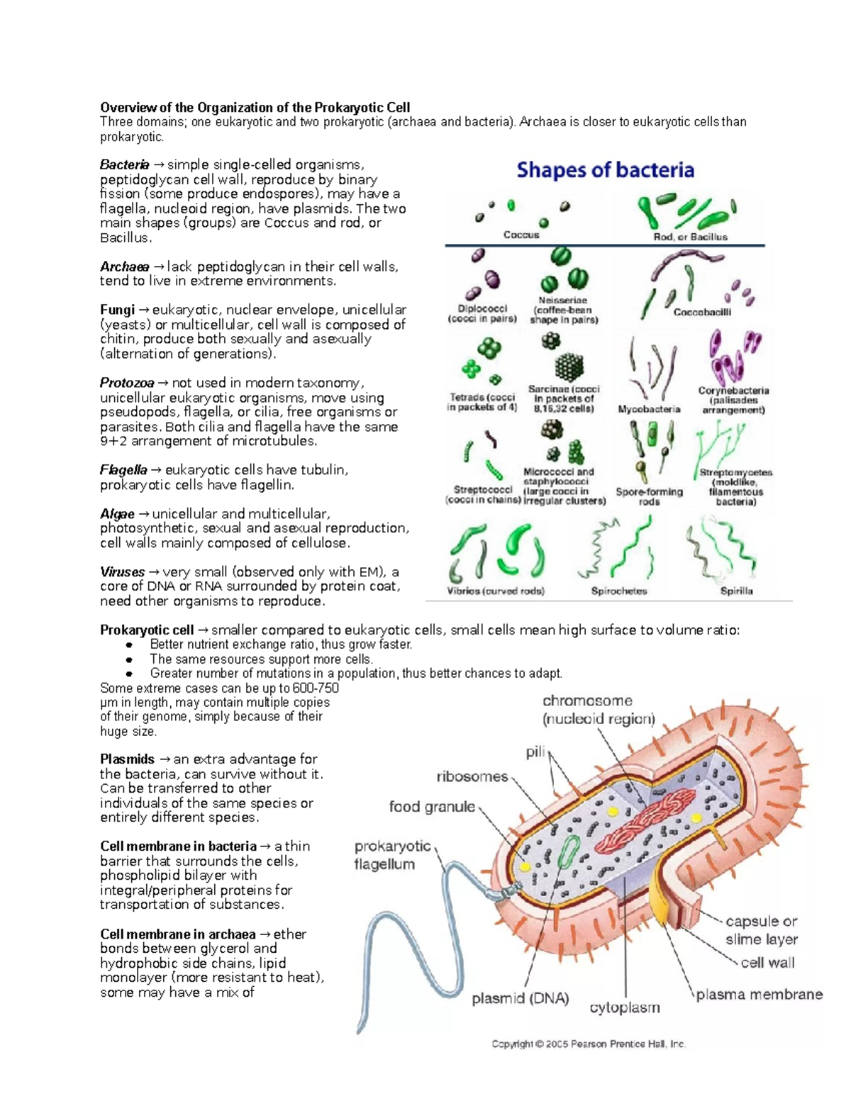 Overview of the Organization of the Prokaryotic Cell - Archaea is ...