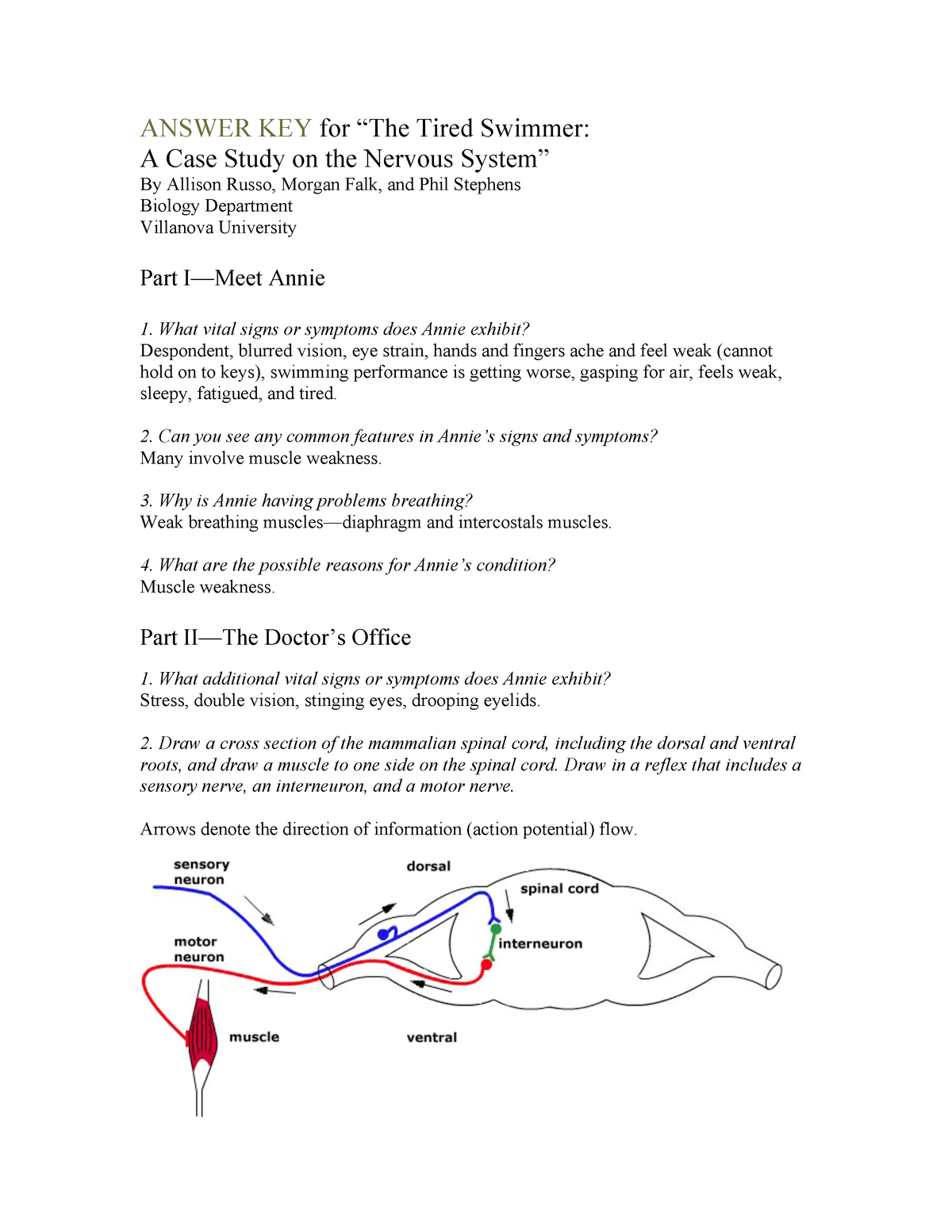 Neuromuscular Junction Flow Chart