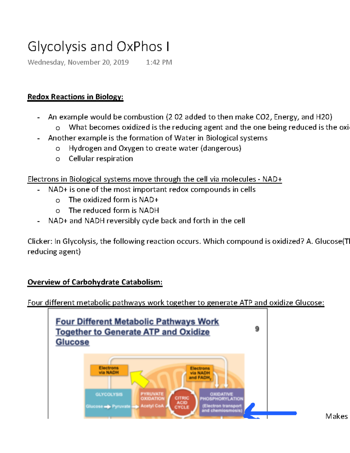 Glycolysis and Ox Phos I - Redox Reactions in Biology: An example would ...