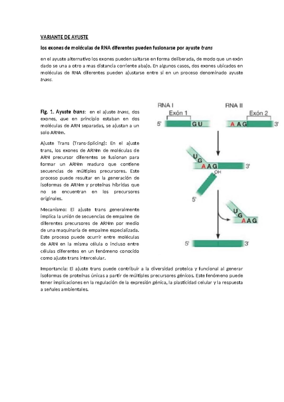 Variante DE Ayuste - VARIANTE DE AYUSTE los exones de moléculas de RNA ...