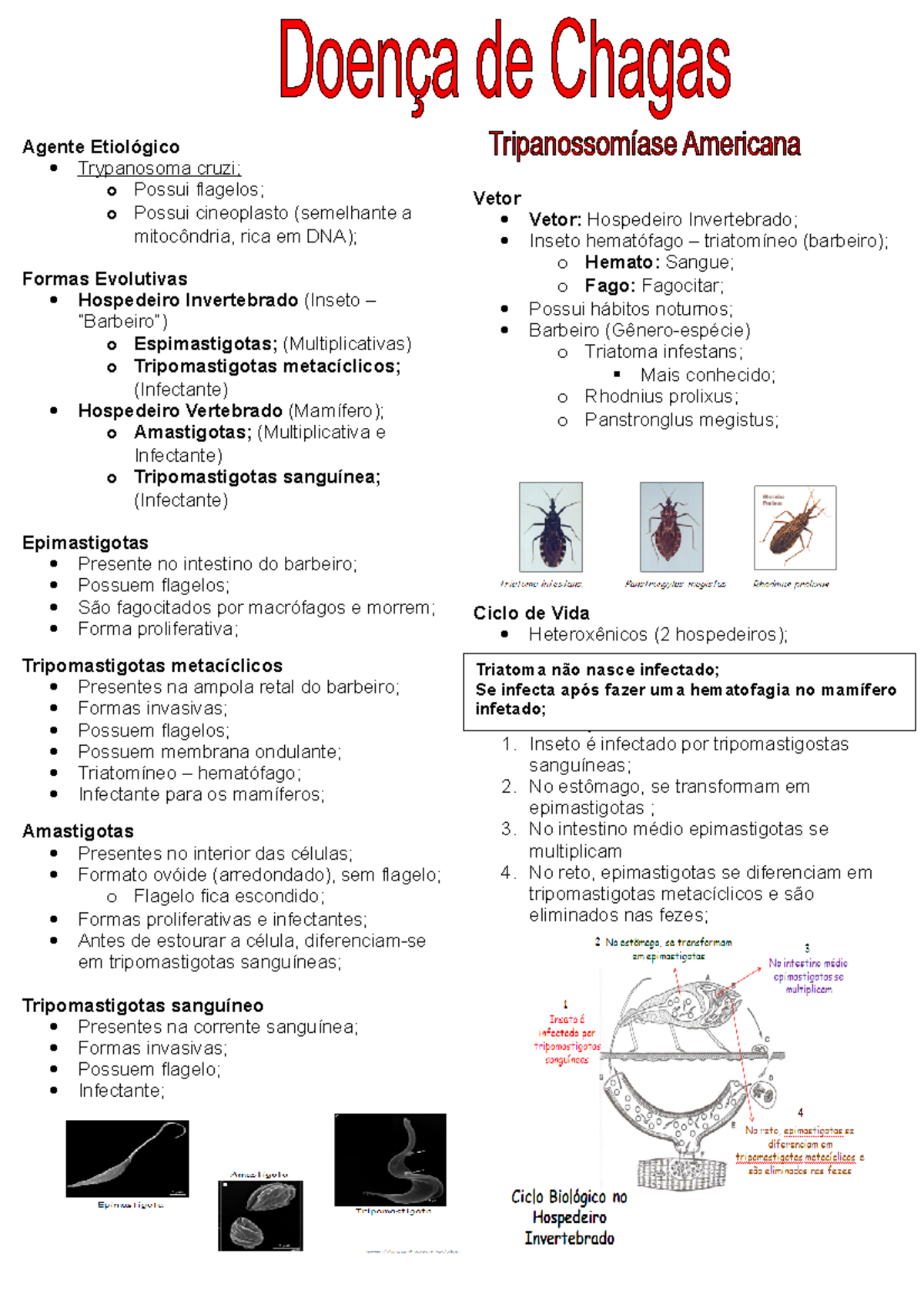 Doença de Chagas - As informações do resumo foram retiradas das ...