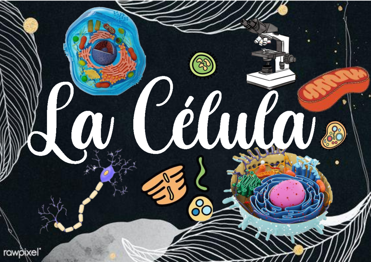 Organizador C lulas Procariotas Y C lulas Eucariotas Biologia UPAO 