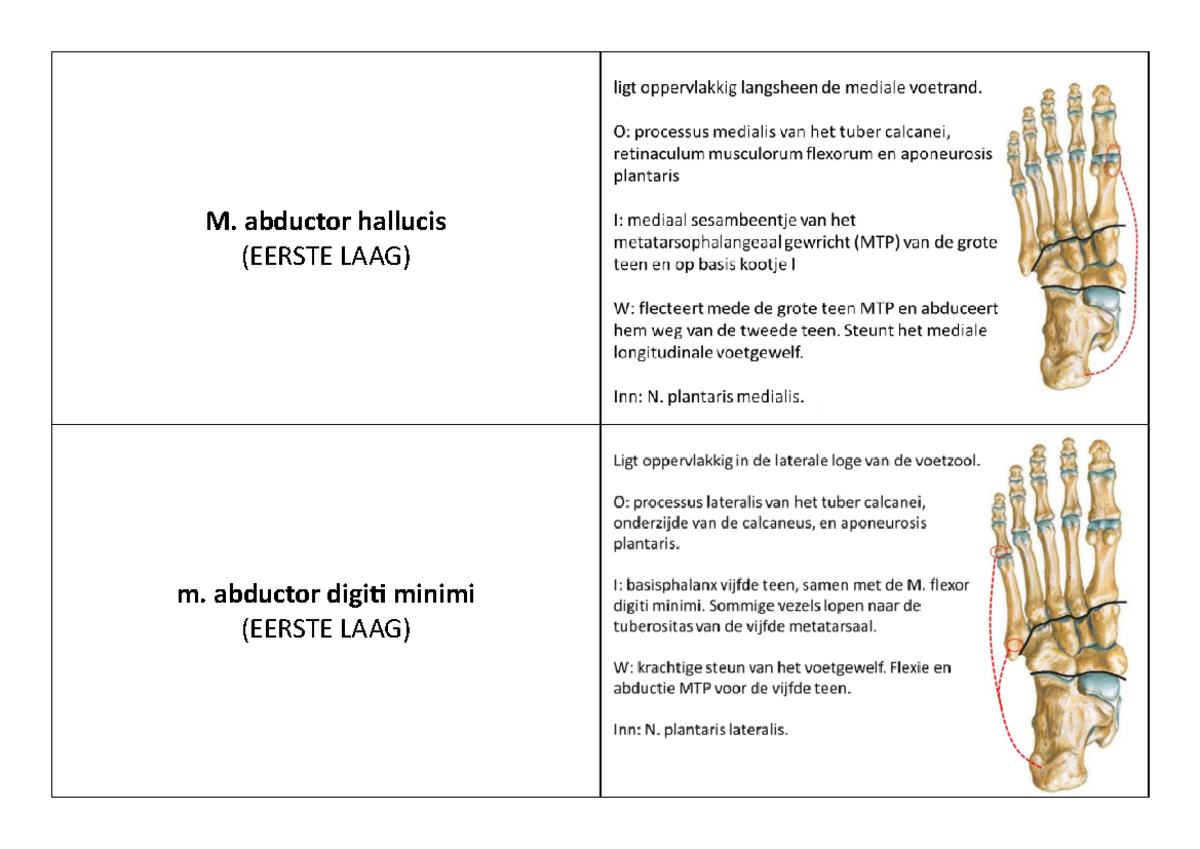 Flashcards Intrinsieke Voetspieren (HO5) - Functionele Anatomie ...