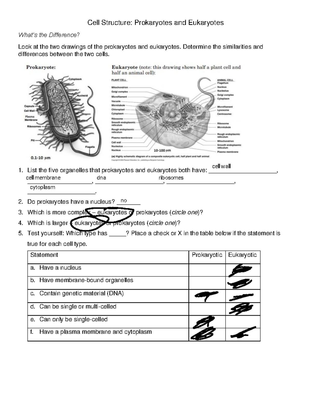 Kami Export - Cells Packet 21 (1) - Cell Structure: Prokaryotes and  Eukaryotes What's the - Studocu