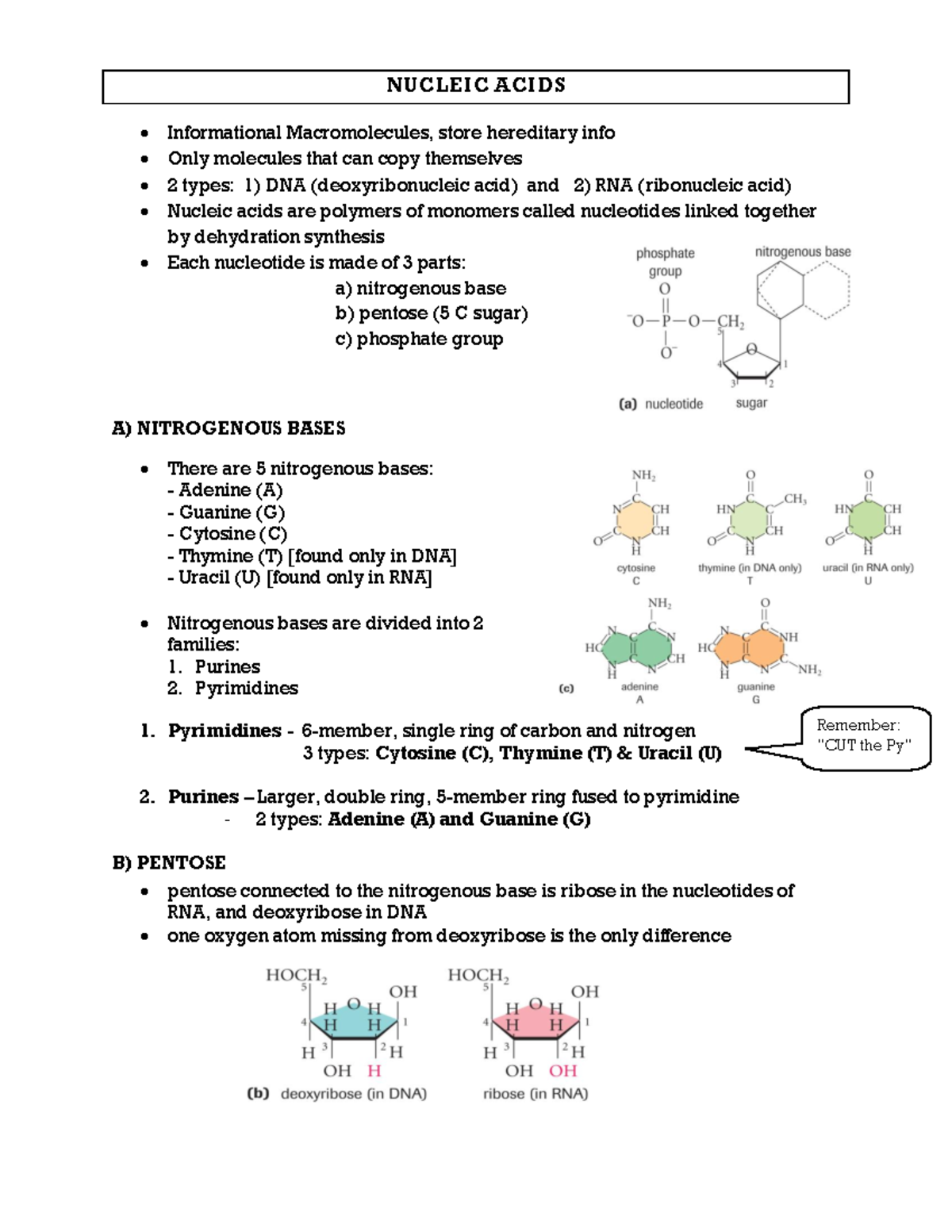 Bio12 Nucleic Acids note NUCLEIC ACIDS Informational Macromolecules