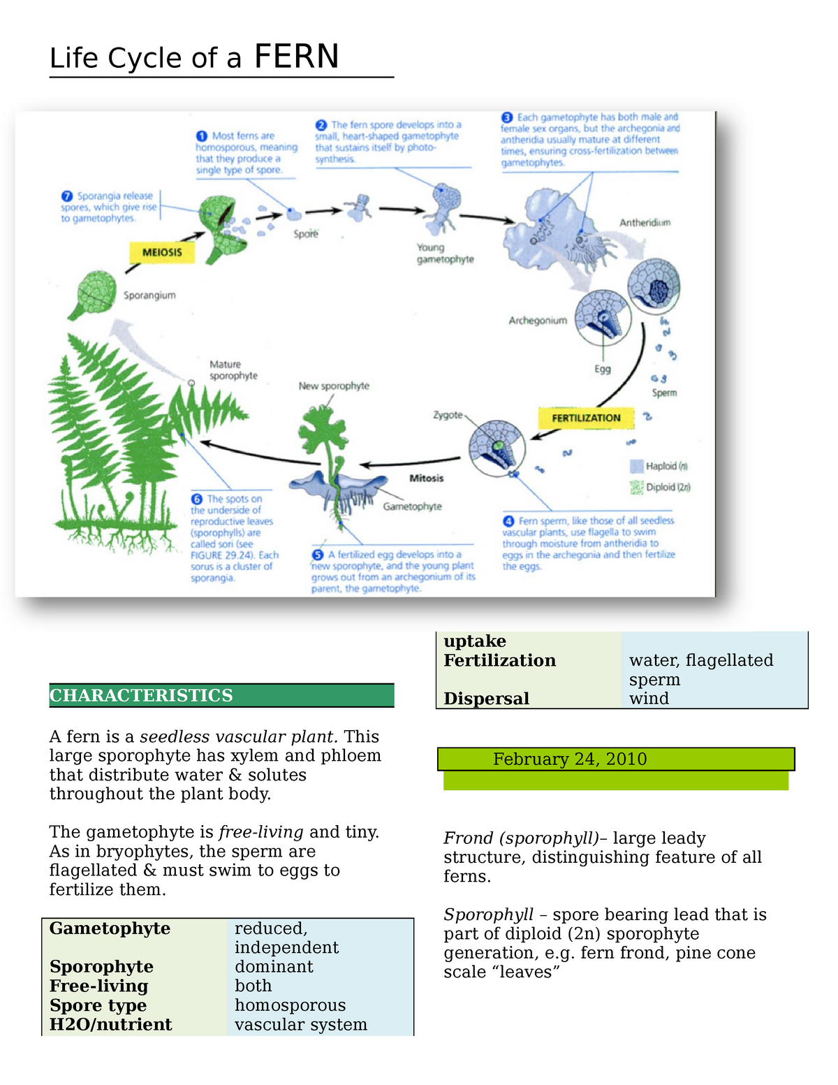 life cycle of a fern