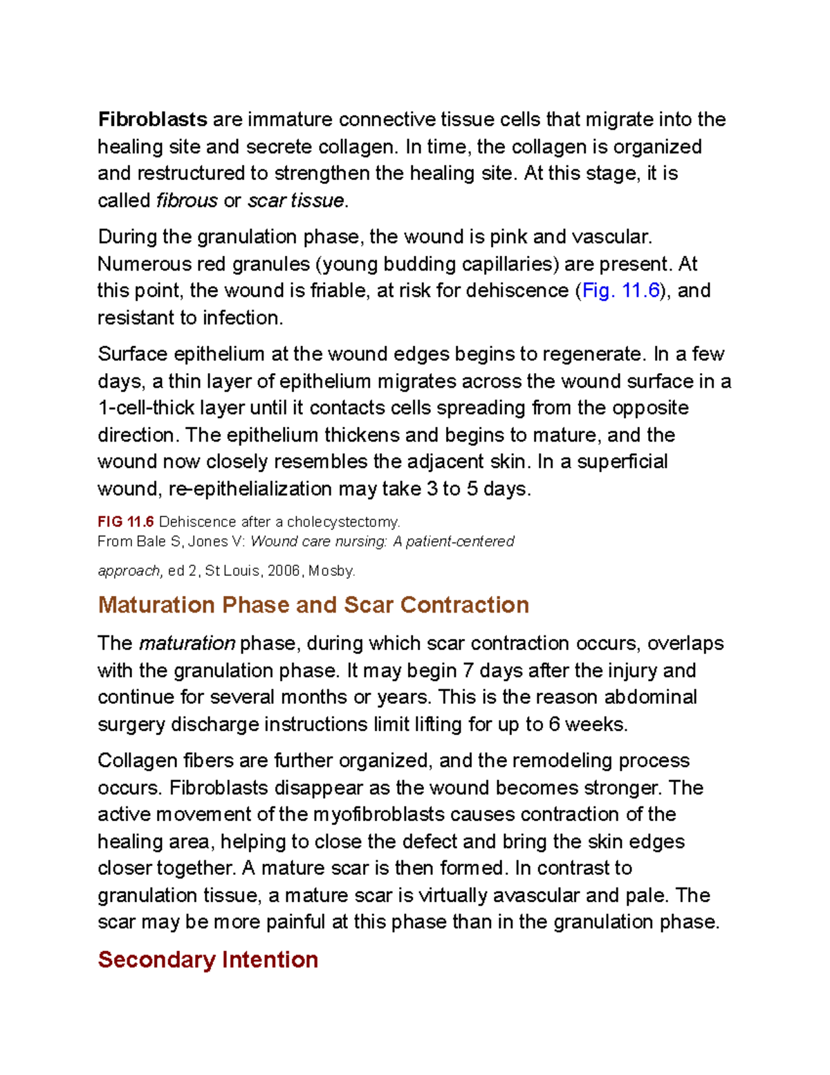 Fibroblasts are immature connective tissue cells that migrate into the