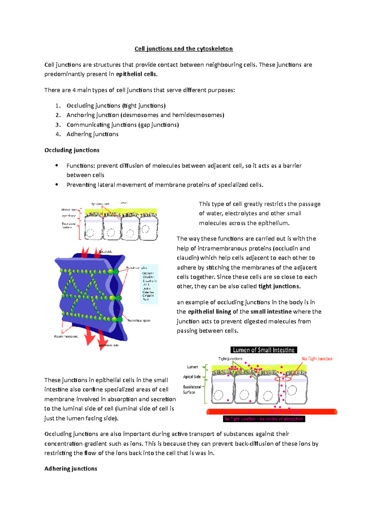 Cytoskeleton and cell junctions - Cell junctions and the cytoskeleton ...