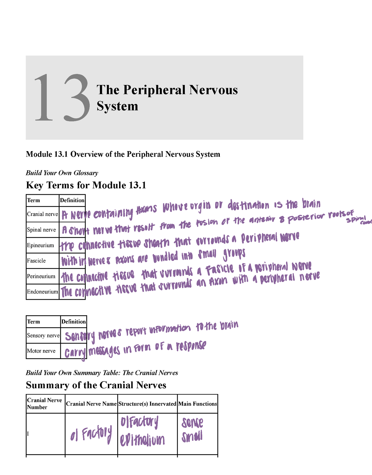 Chapter+13+-+Cranial+Nerves-1 - 13 ####### The Peripheral Nervous ...