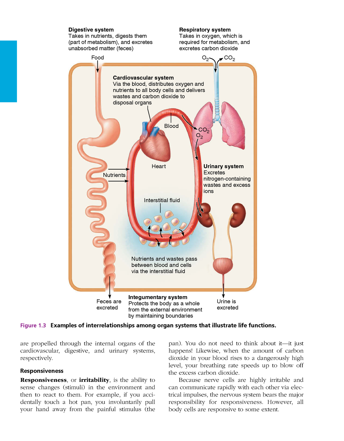 Anatomy and physiology 1-13 - pan). You do not need to think about it ...