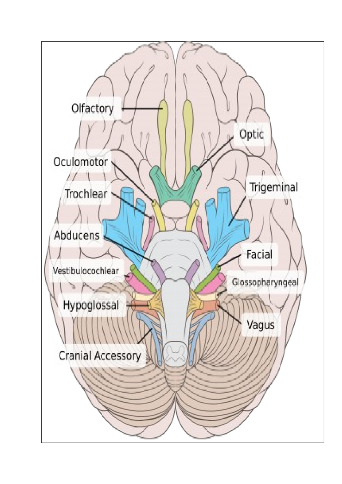 Human neuro diagrams - HUMB1001 - Studocu