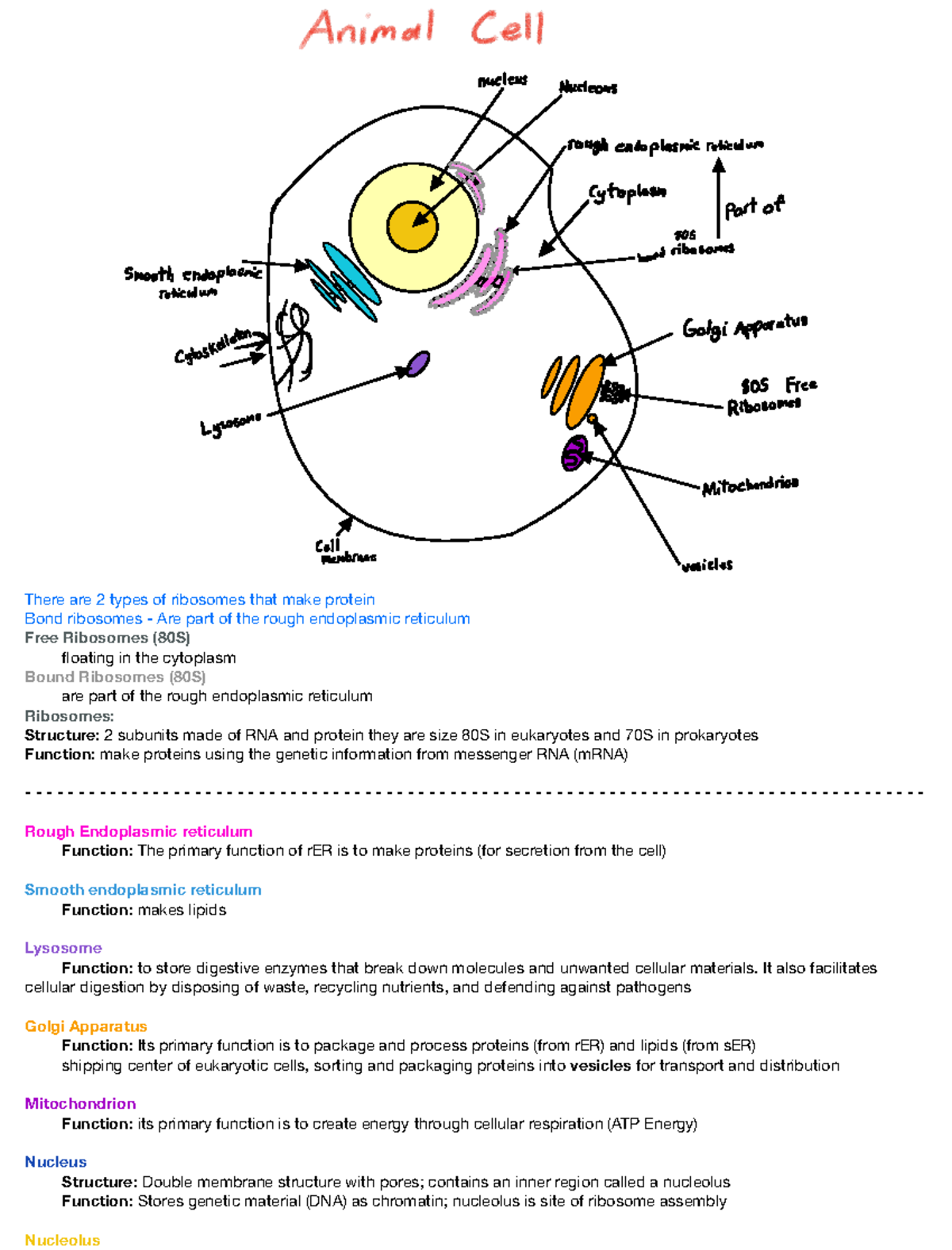 Animal cell poster - There are 2 types of ribosomes that make protein ...