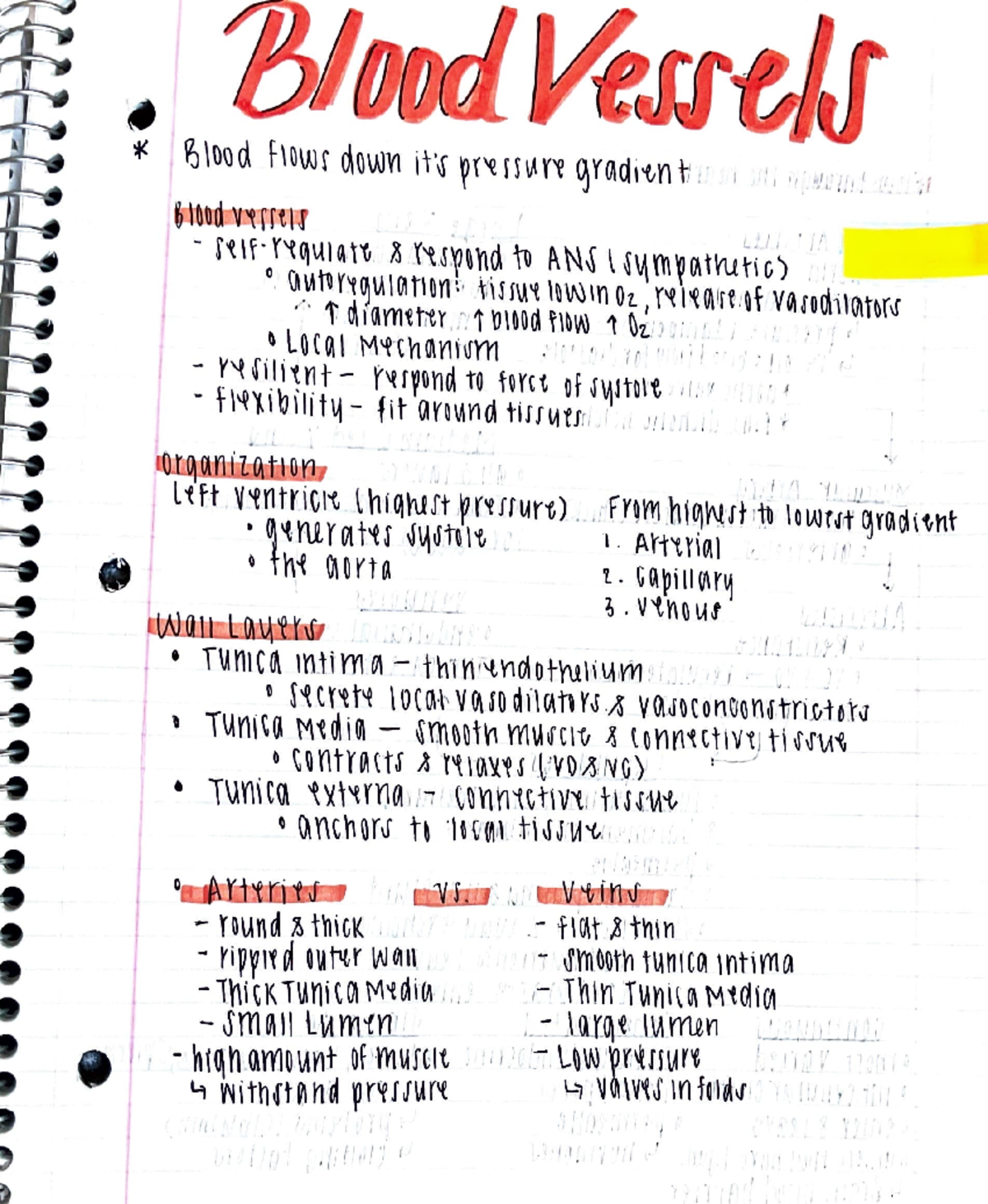 AP II Exam three material - BIOL 222 - Studocu
