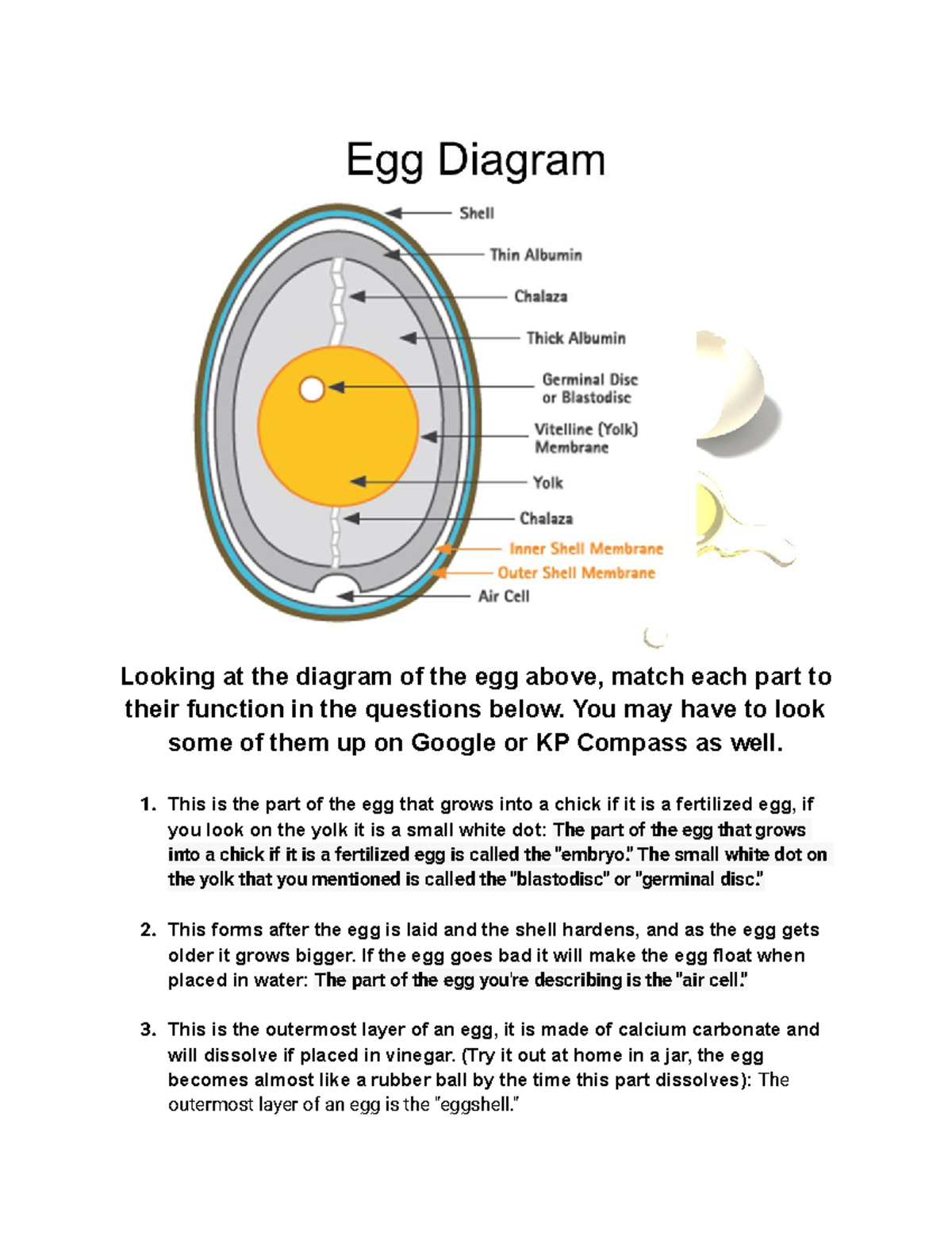 Functions of Egg Parts and Eggrelated Questions Studocu
