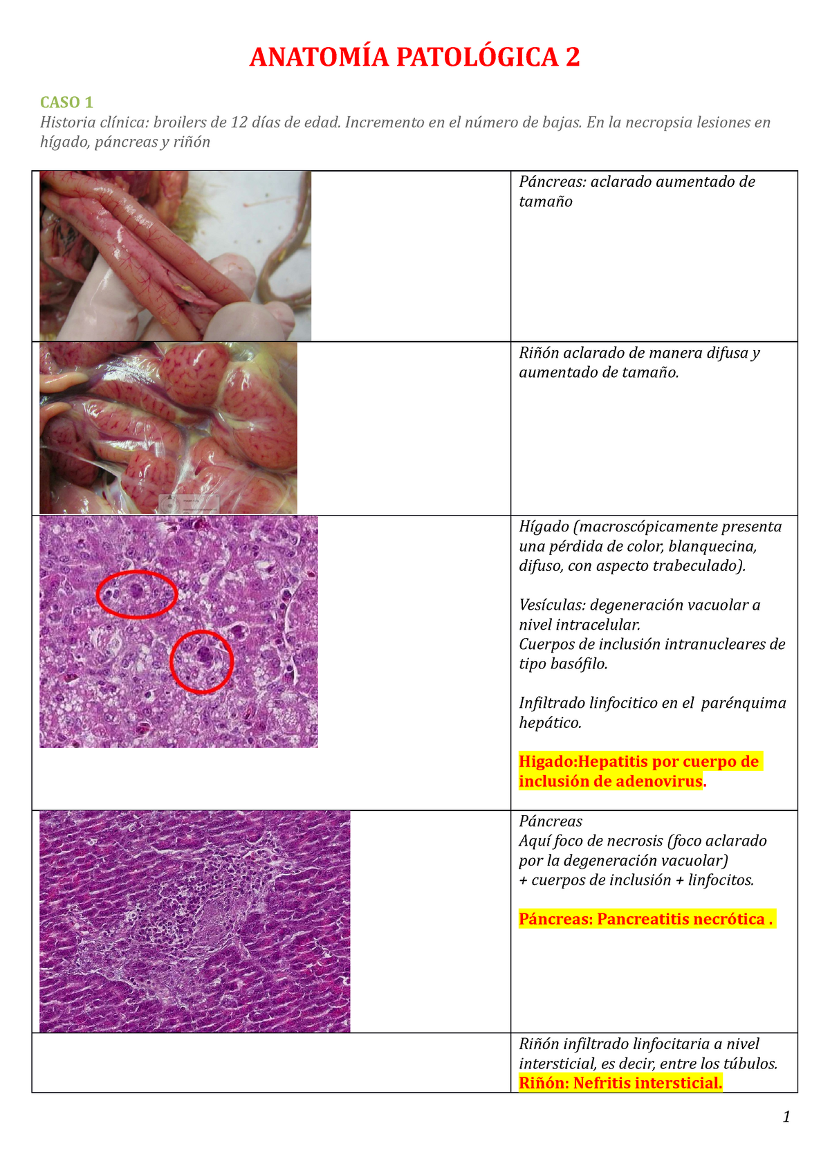 Práctica Casos Clínicos Anatomía Patológica - ANATOMÍA PATOLÓGICA 2 ...