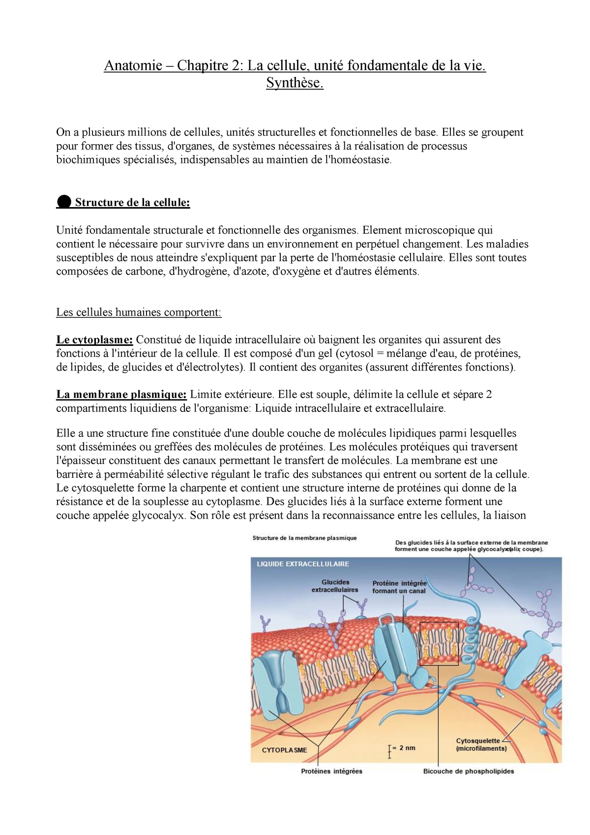 Anatomie Q1 Chapitre 2 La Cellule BOON - Anatomie – Chapitre 2: La ...