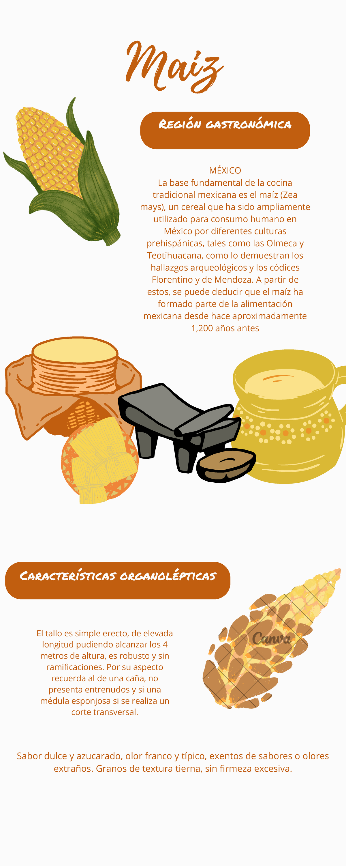Maiz - infografia - Maiz MÉXICO La base fundamental de la cocina ...