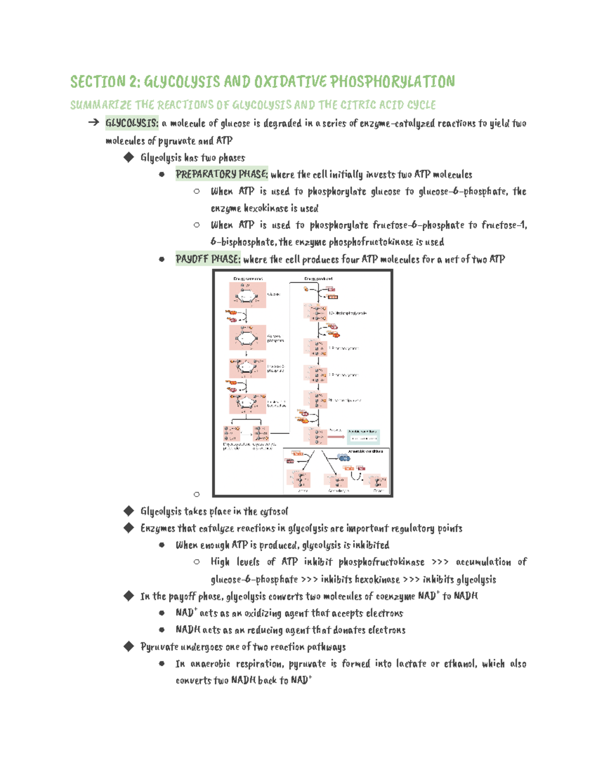Chapter 3 - Bioenergetics and Metabolism - SEãáĂăN 2: ĆĉYãOĉYèĂç äNß ...