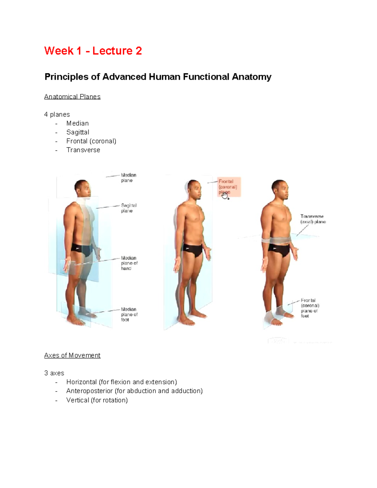 Advanced Anatomy Week 1 Lecture Notes - Week 1 - Lecture 2 Principles ...