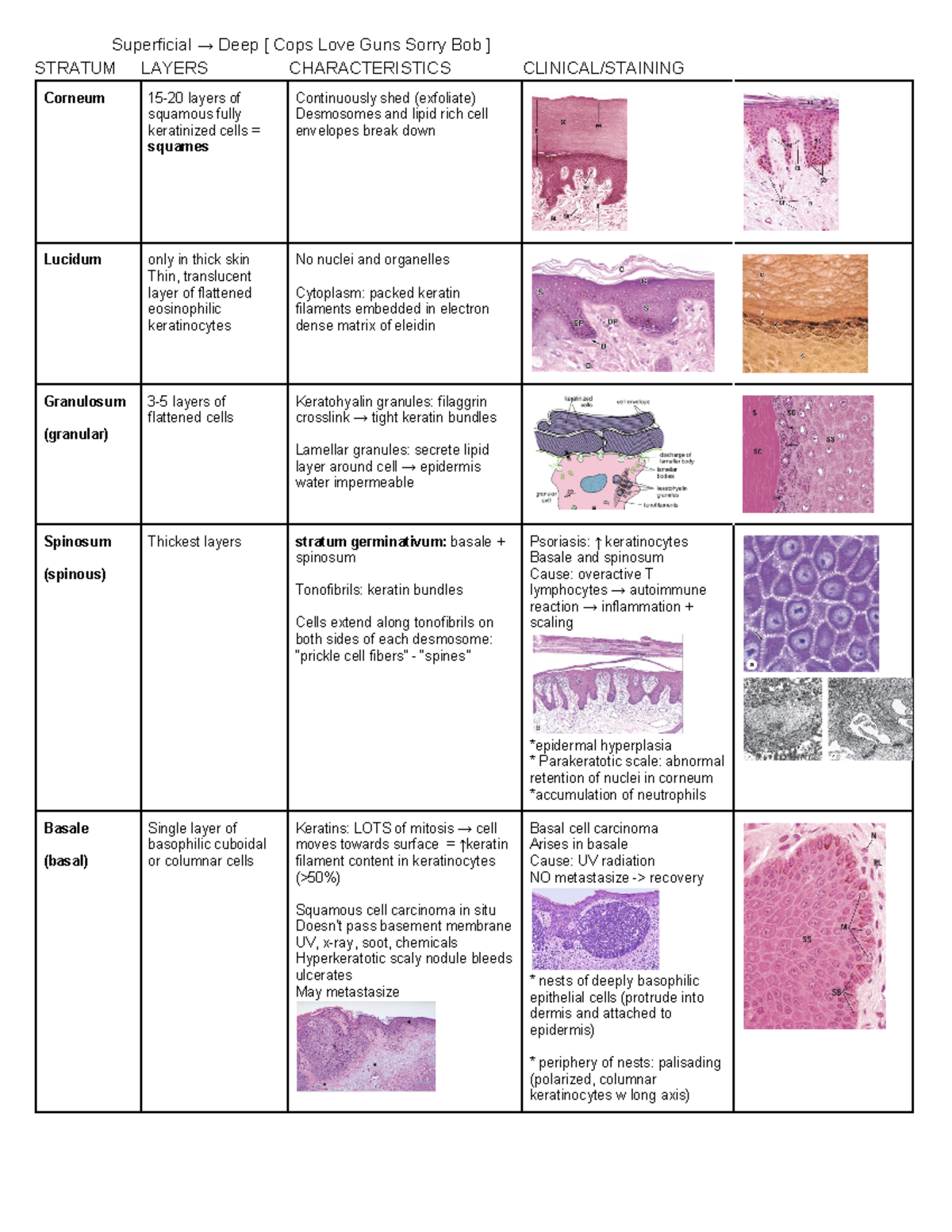 Skin Histology tables and charts - Superficial → Deep [ Cops Love Guns ...