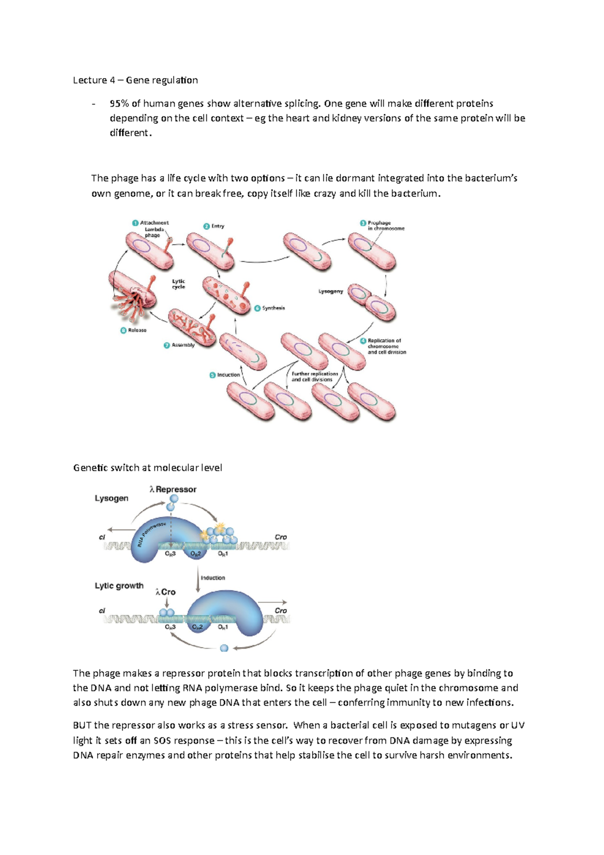 Lecture 4 gene regulation Lecture 4 Gene regulation 95 of human