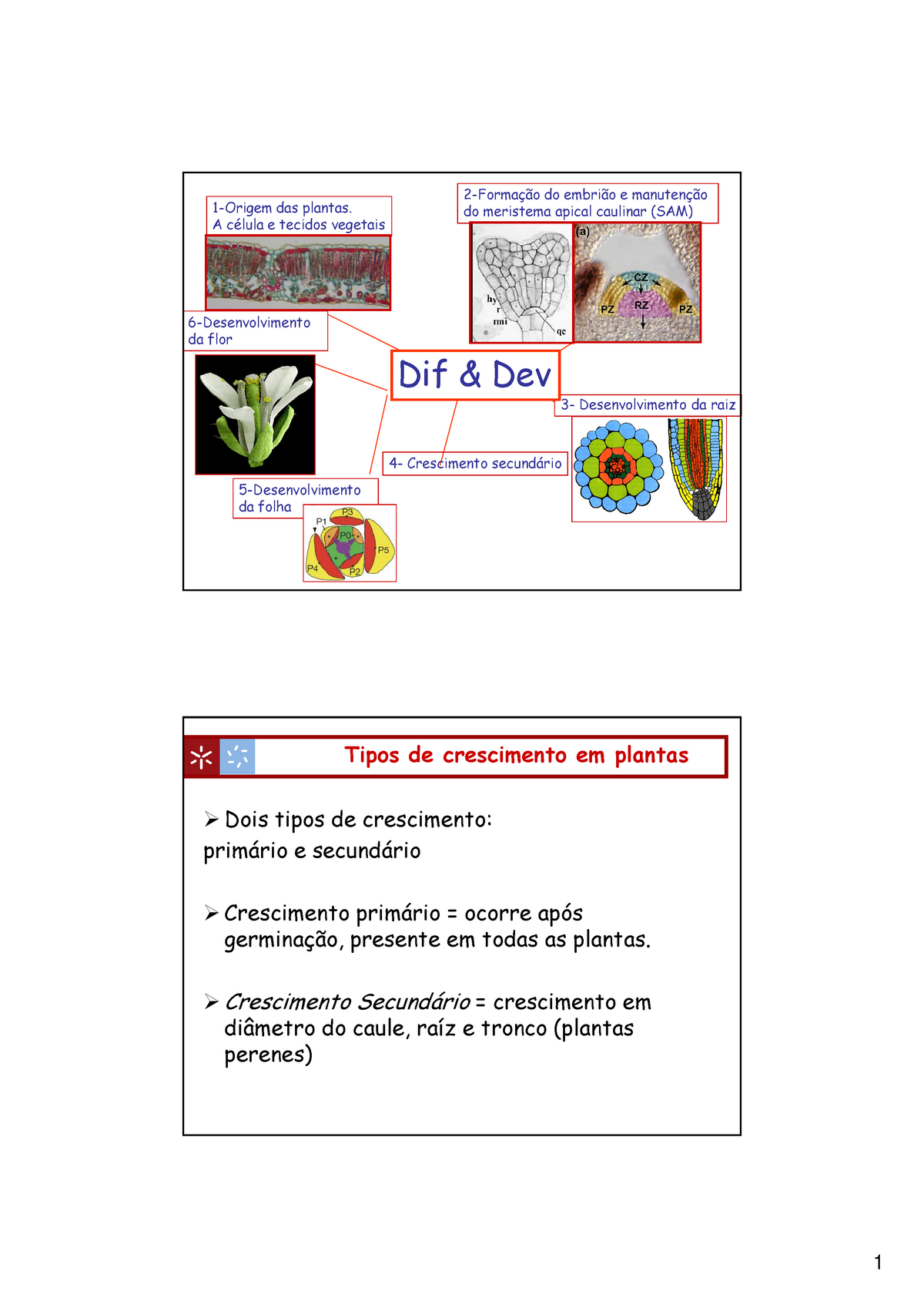 Ddaula 4 1 Ano Mc 2012 Diferenciação E Desenvolvimento Resumos Das Plantas A E Tecidos 1029