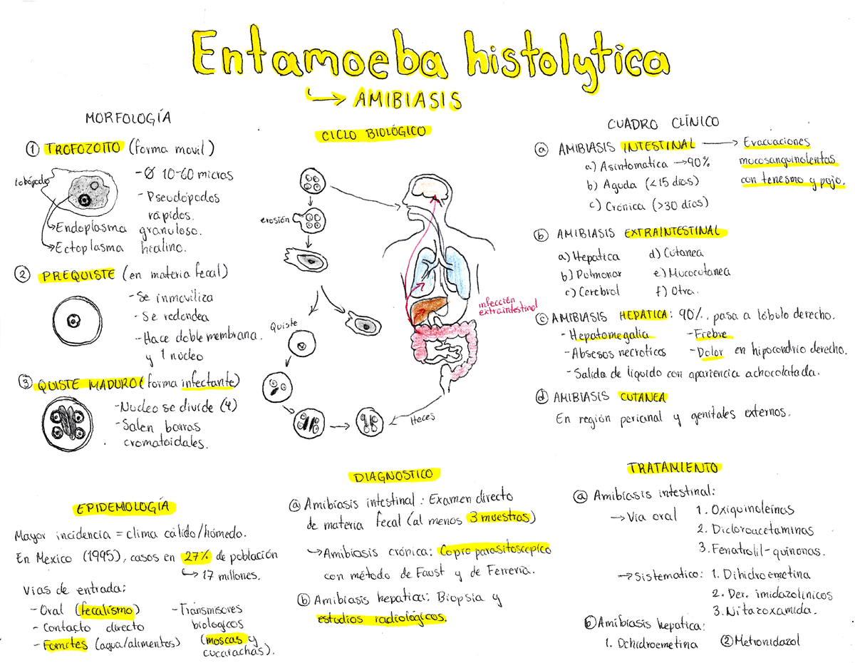 Entamoeba Histolytica Parasitolog A Y Pr Cticas Studocu