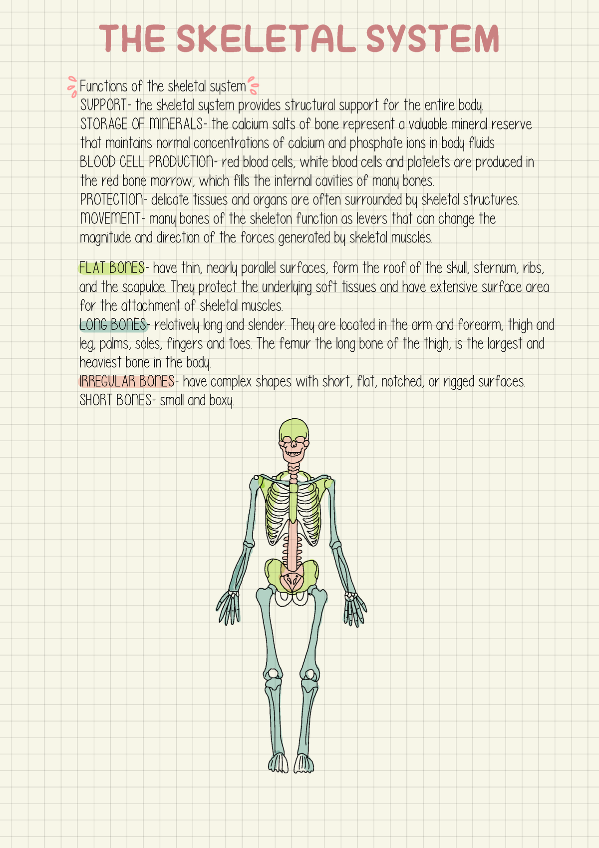 Skeletal system - STORAGE OF MINERALS- the calcium salts of bone ...