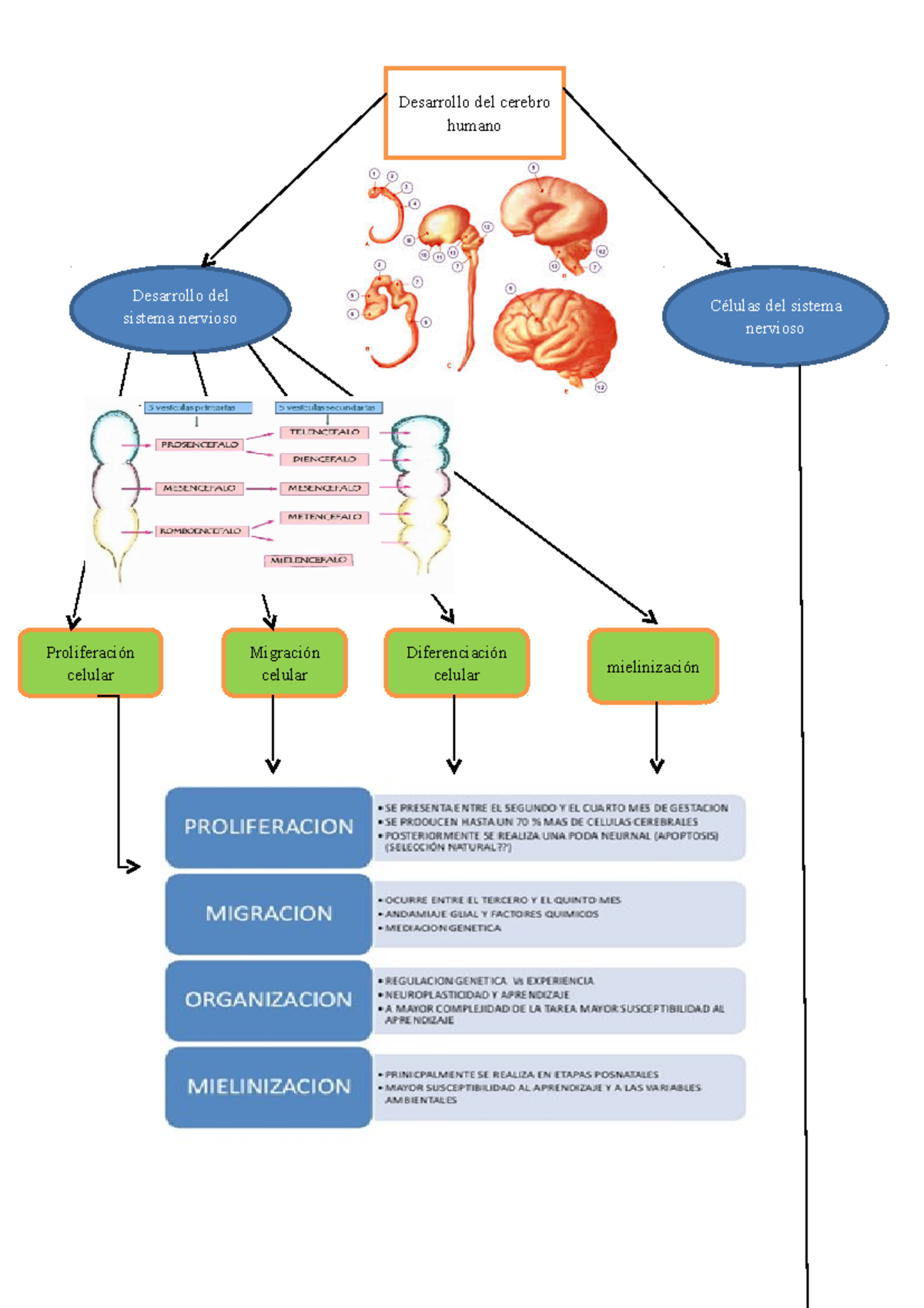 Desarrollo del cerebro humano - Desarrollo Estructural Y Funcional Del ...