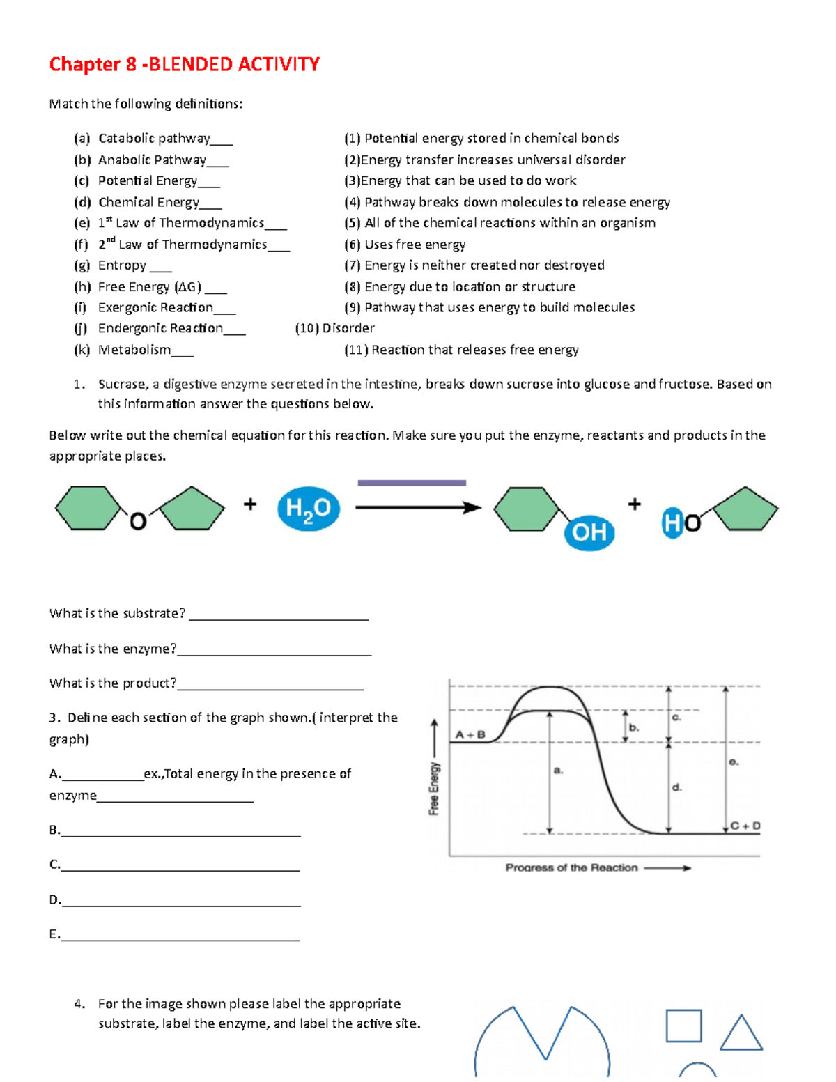WEEK 5-HW- Chapter 8-SM - BIO-181 - GCU - Studocu